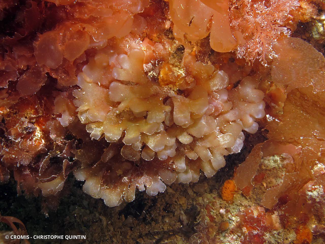 Phyllophore à fausses cornes