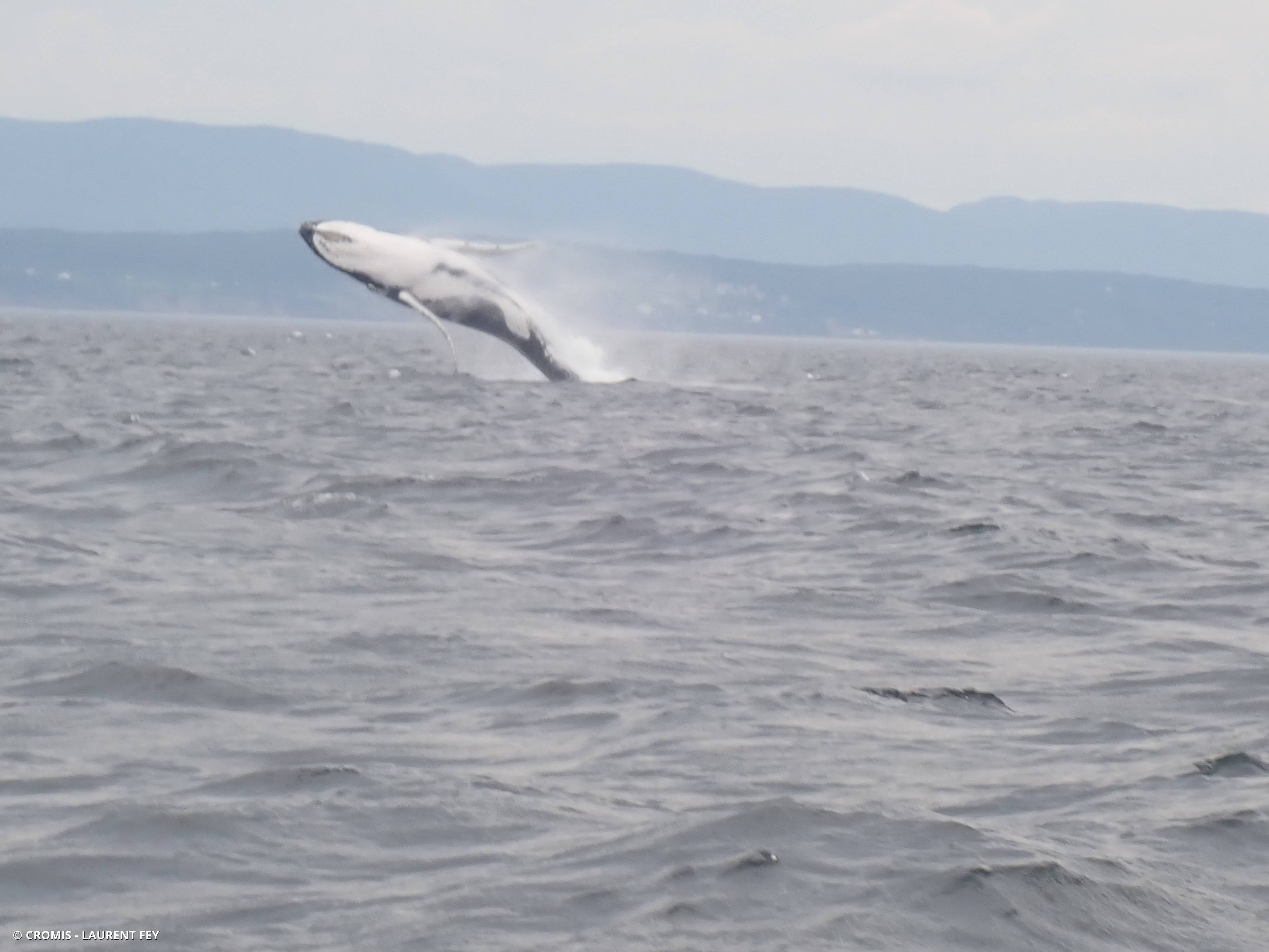 Baleine à bosse