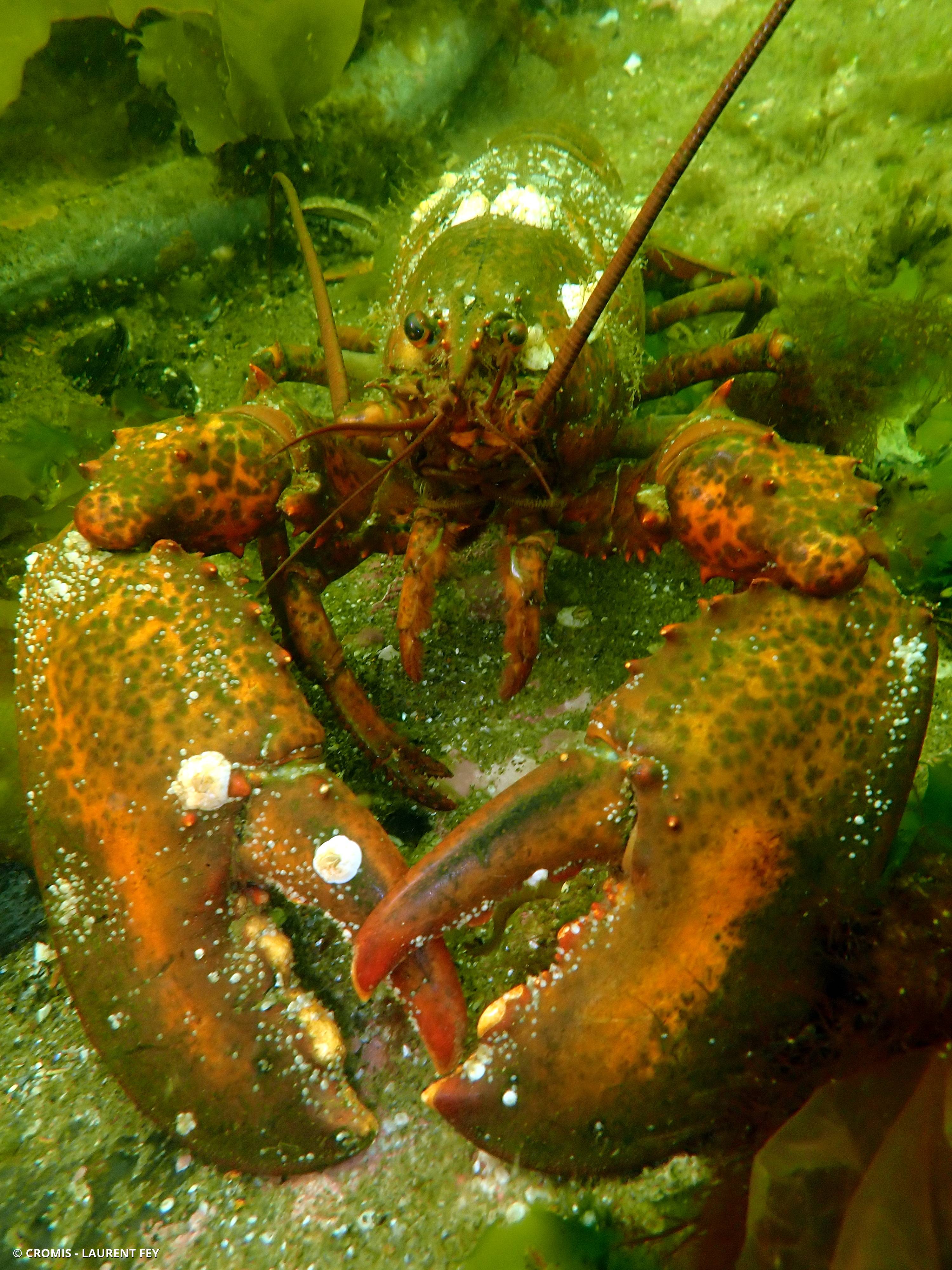 Homard américain