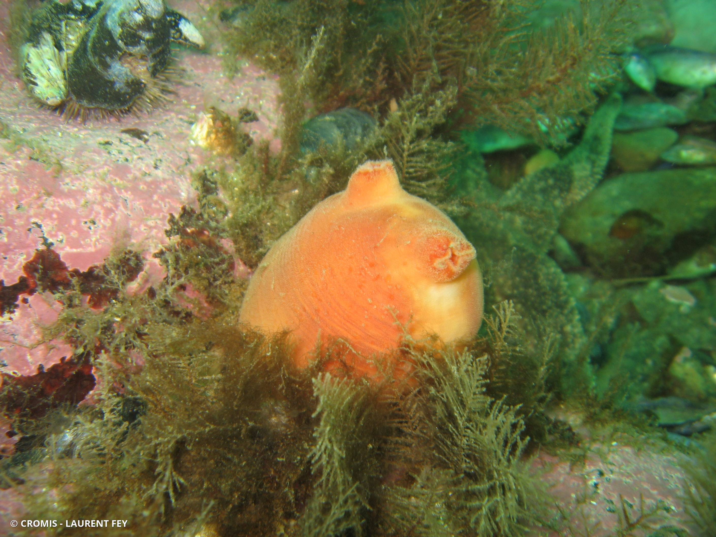 Pêche de mer