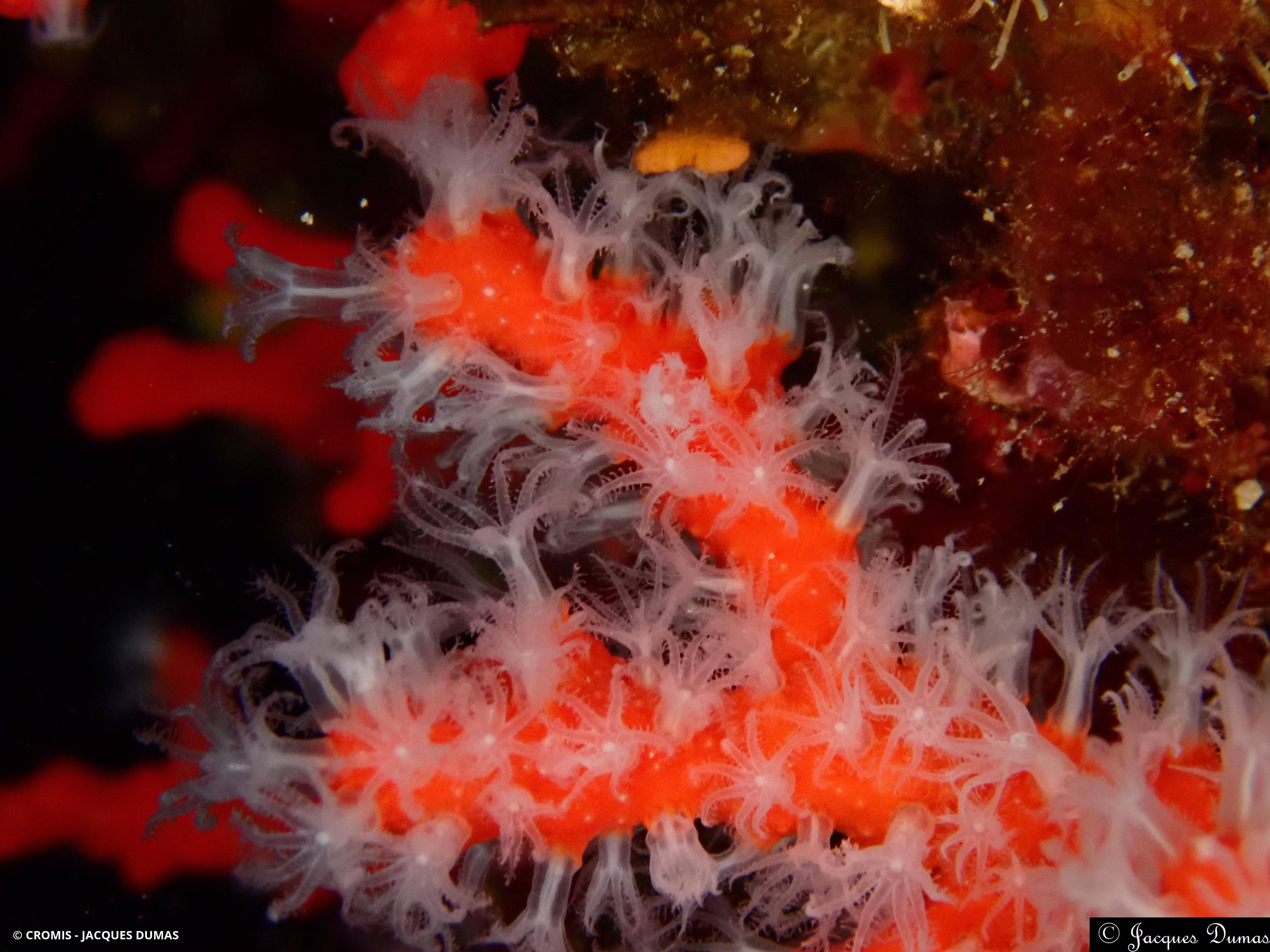 Corail rouge de Méditerranée