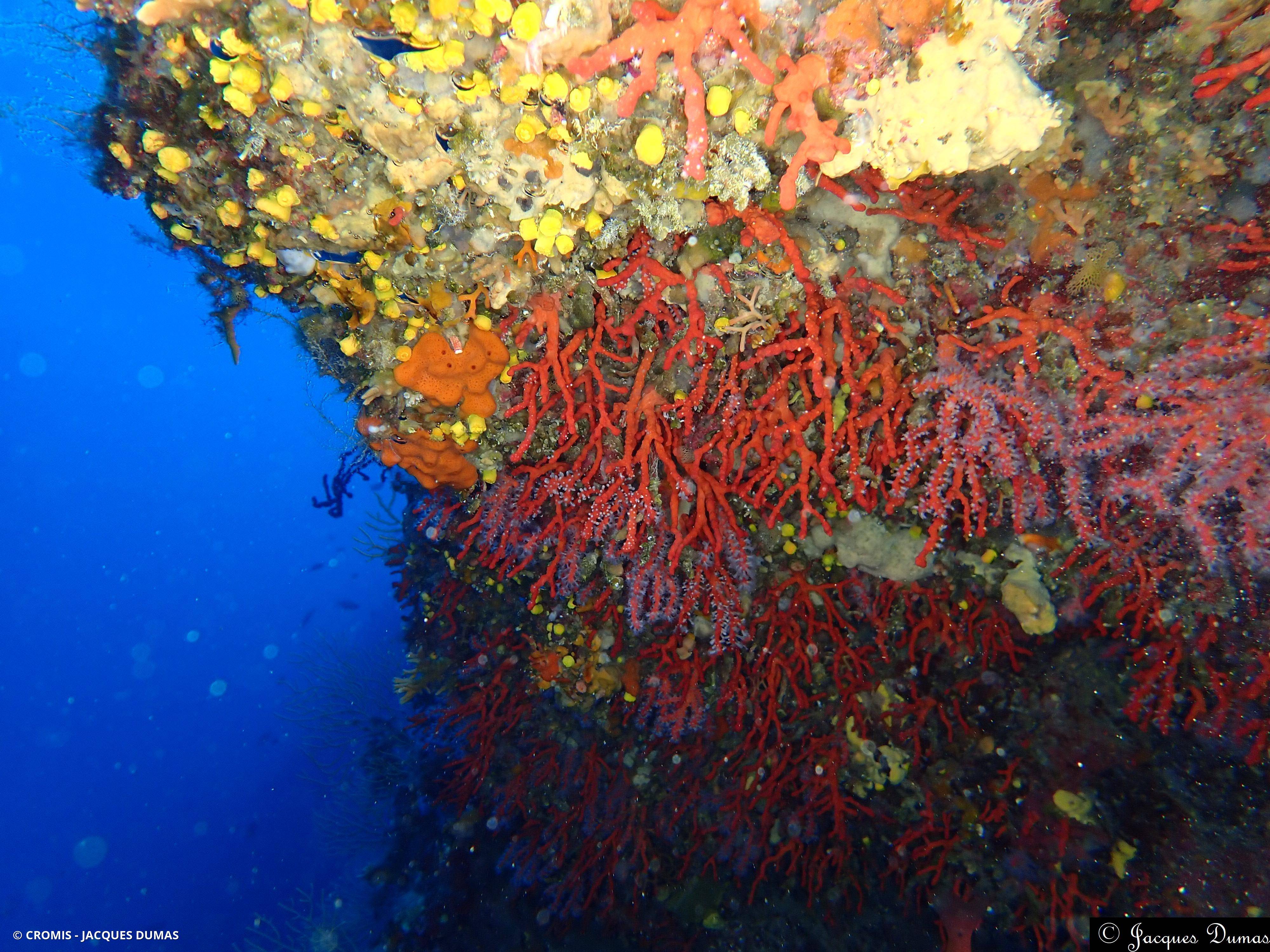 Corail rouge de Méditerranée