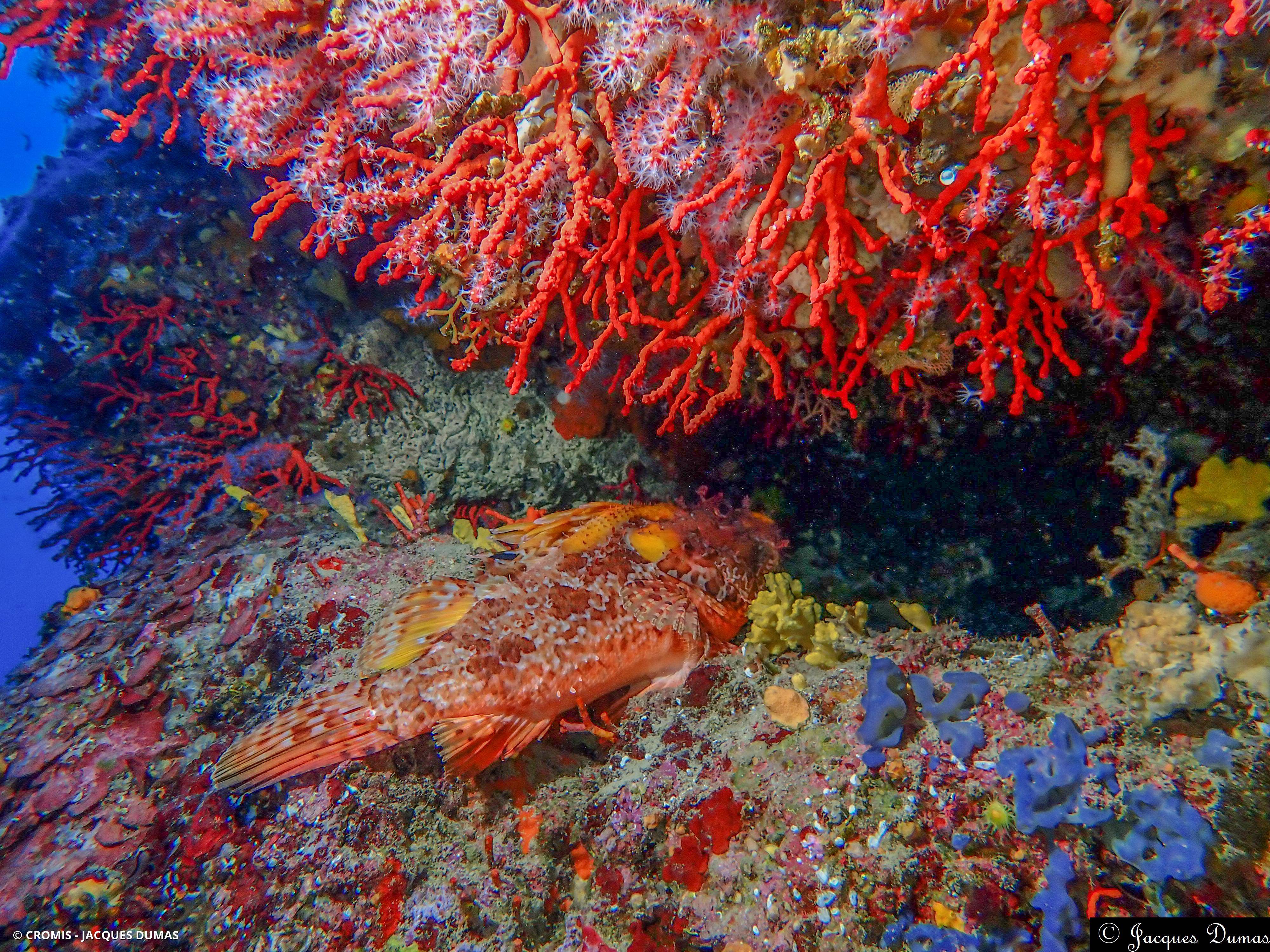 Corail rouge de Méditerranée