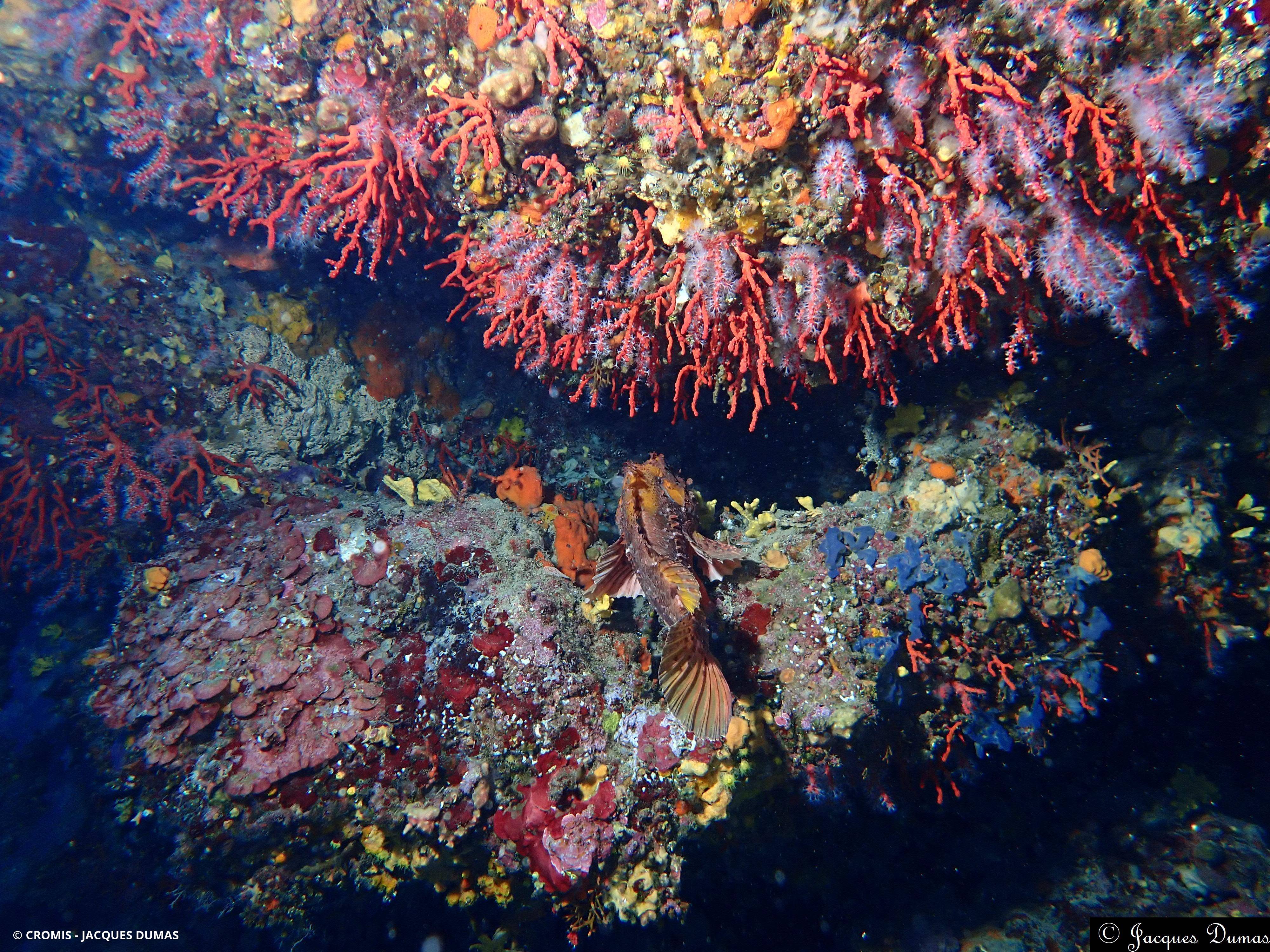 Corail rouge de Méditerranée