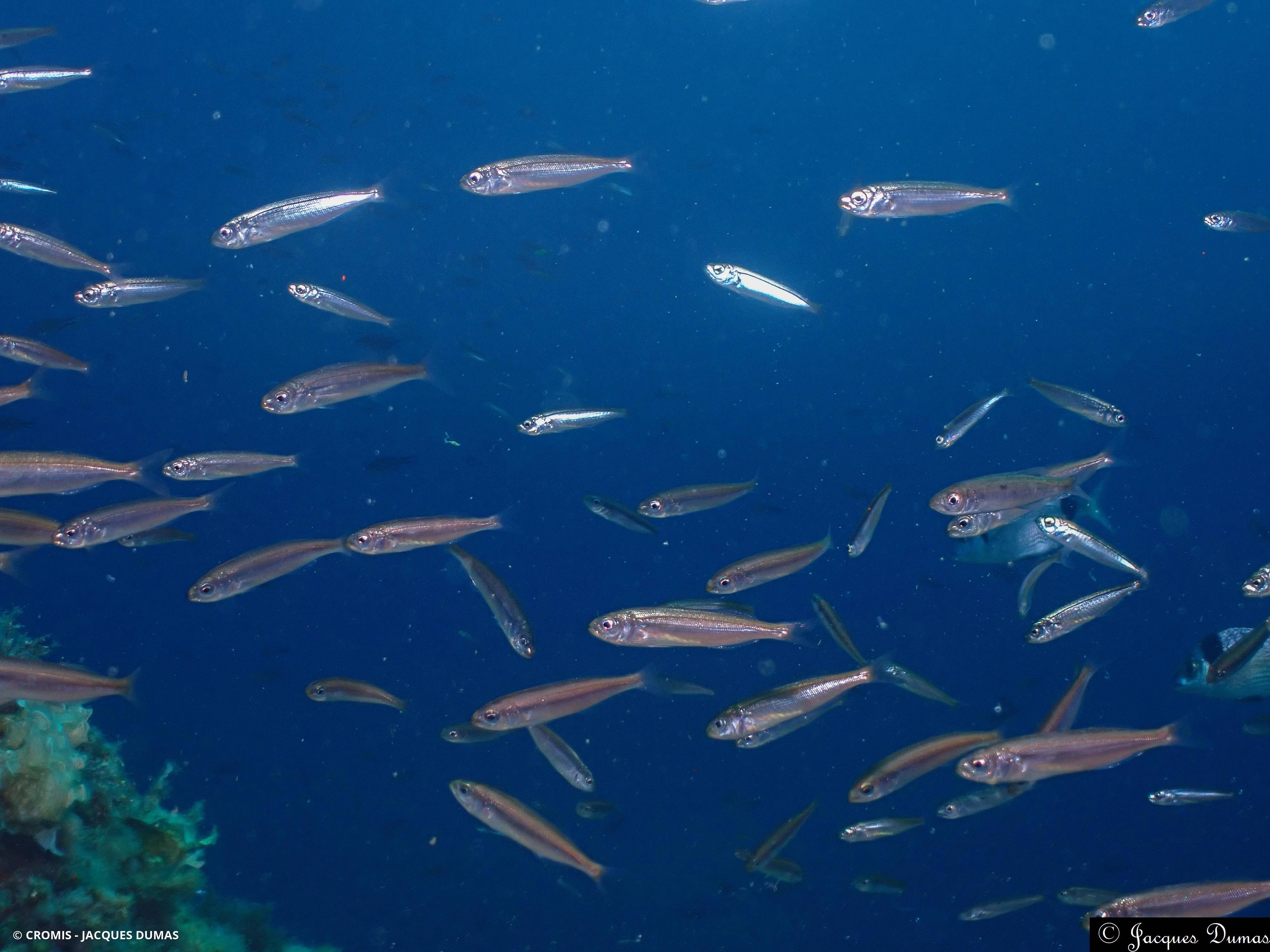 Anchois commun