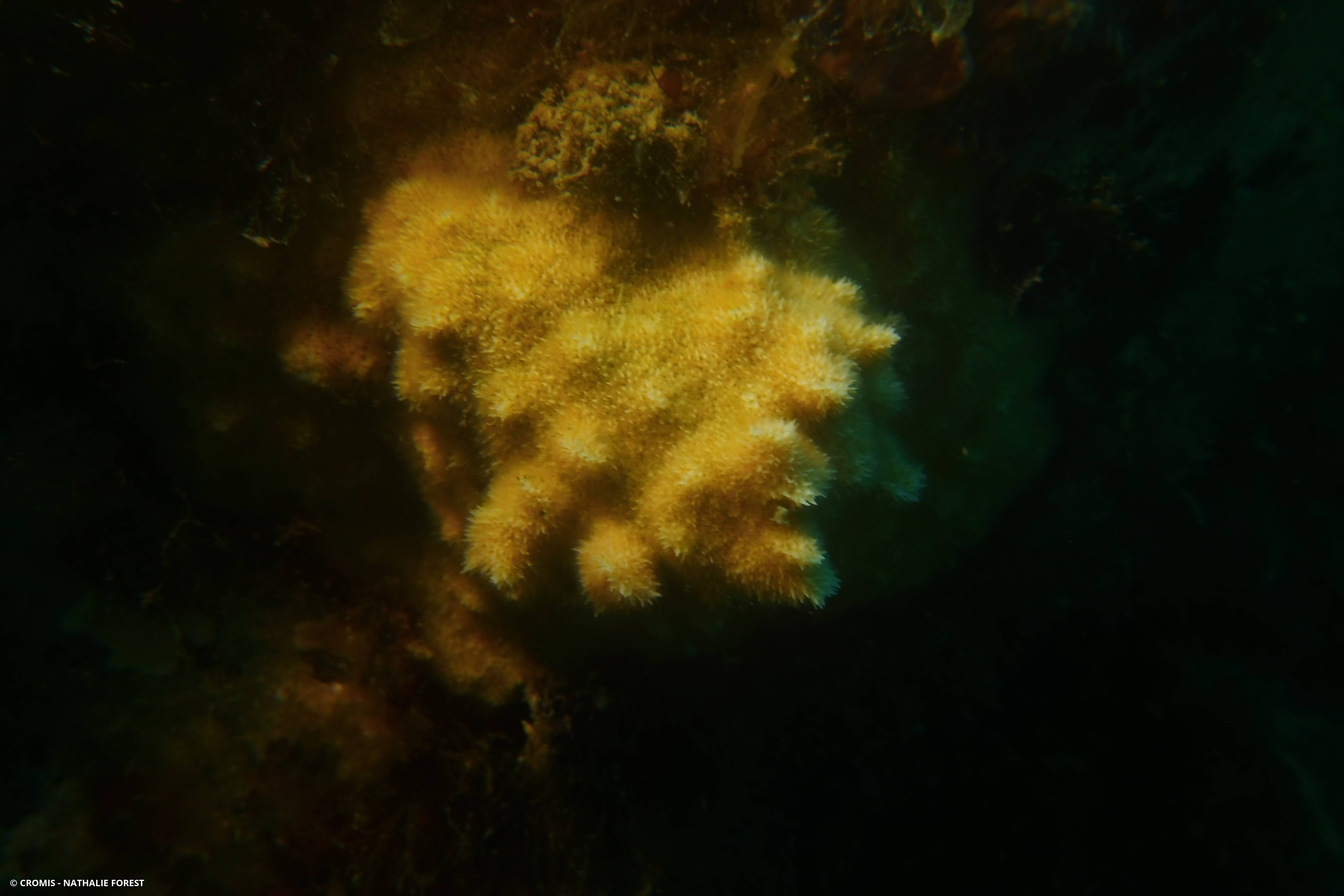 Bryozoaire corne d'élan