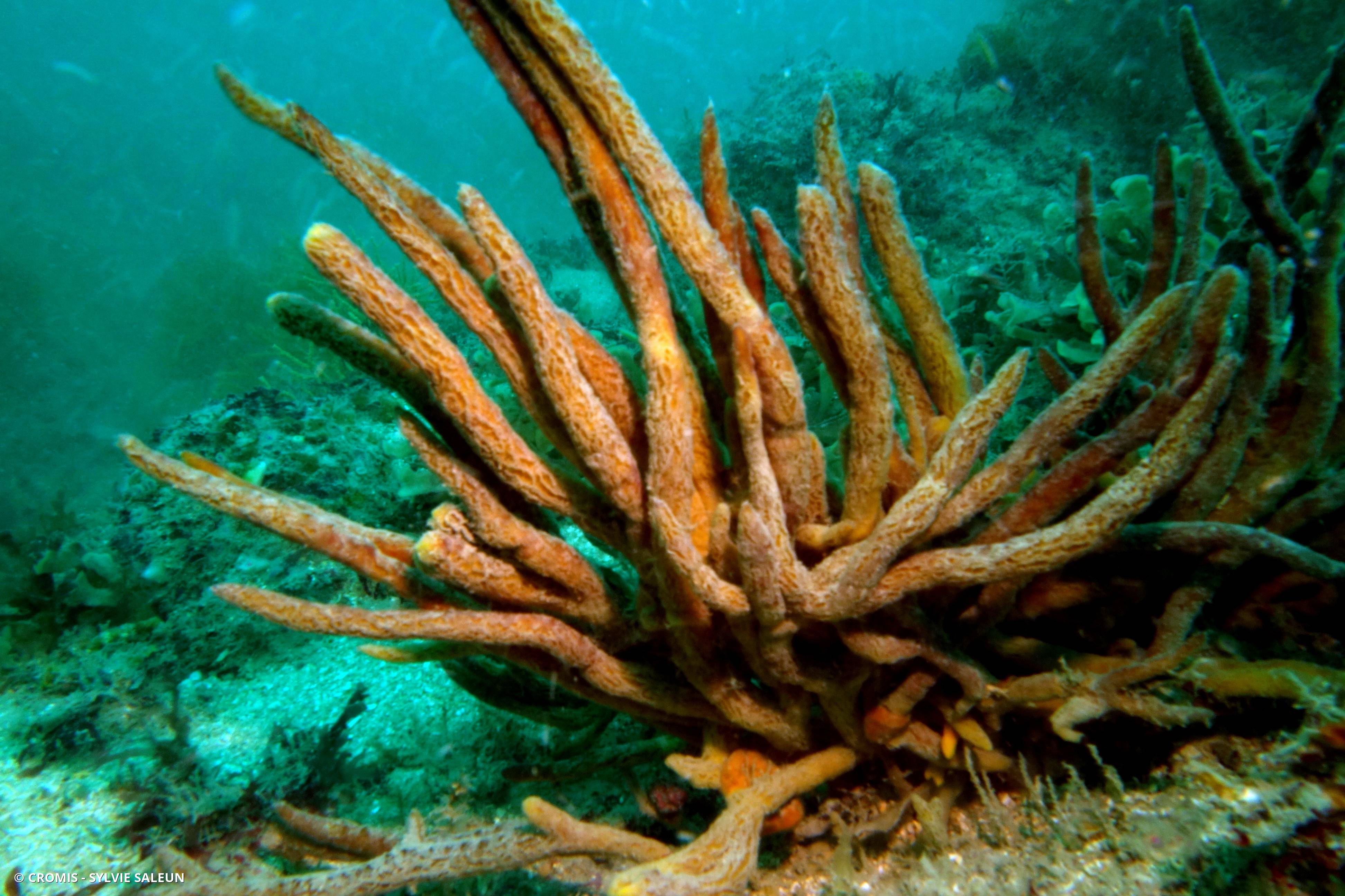 Adreus