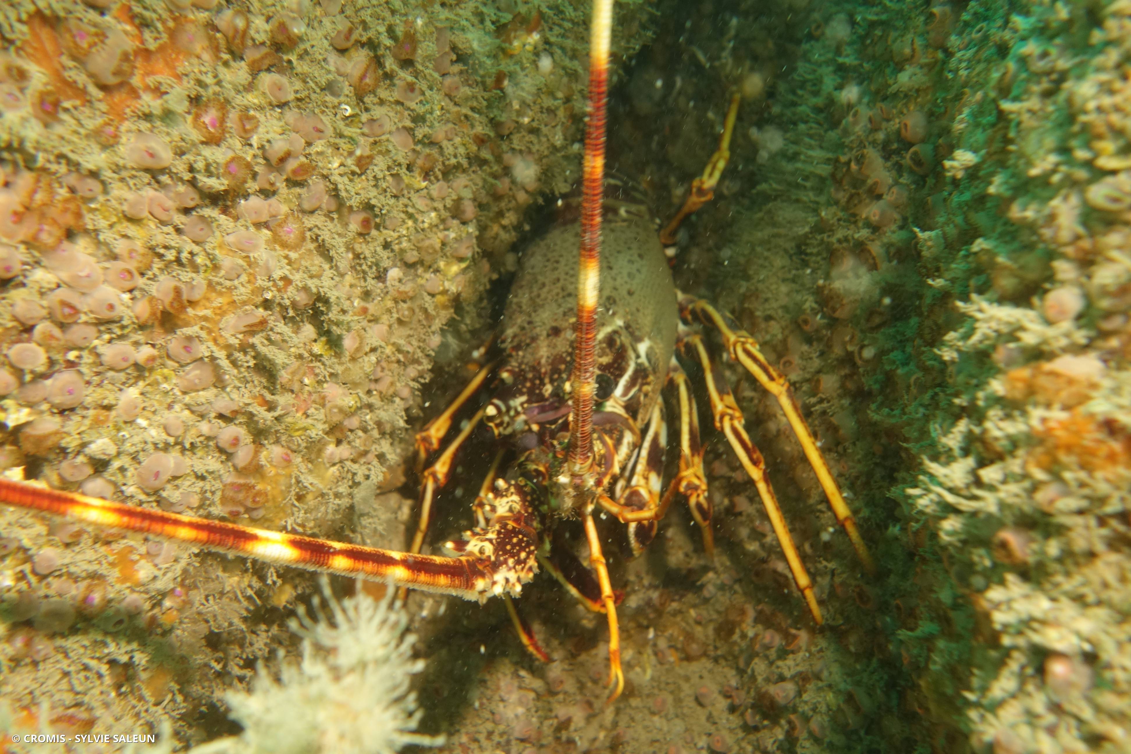 Langouste rouge