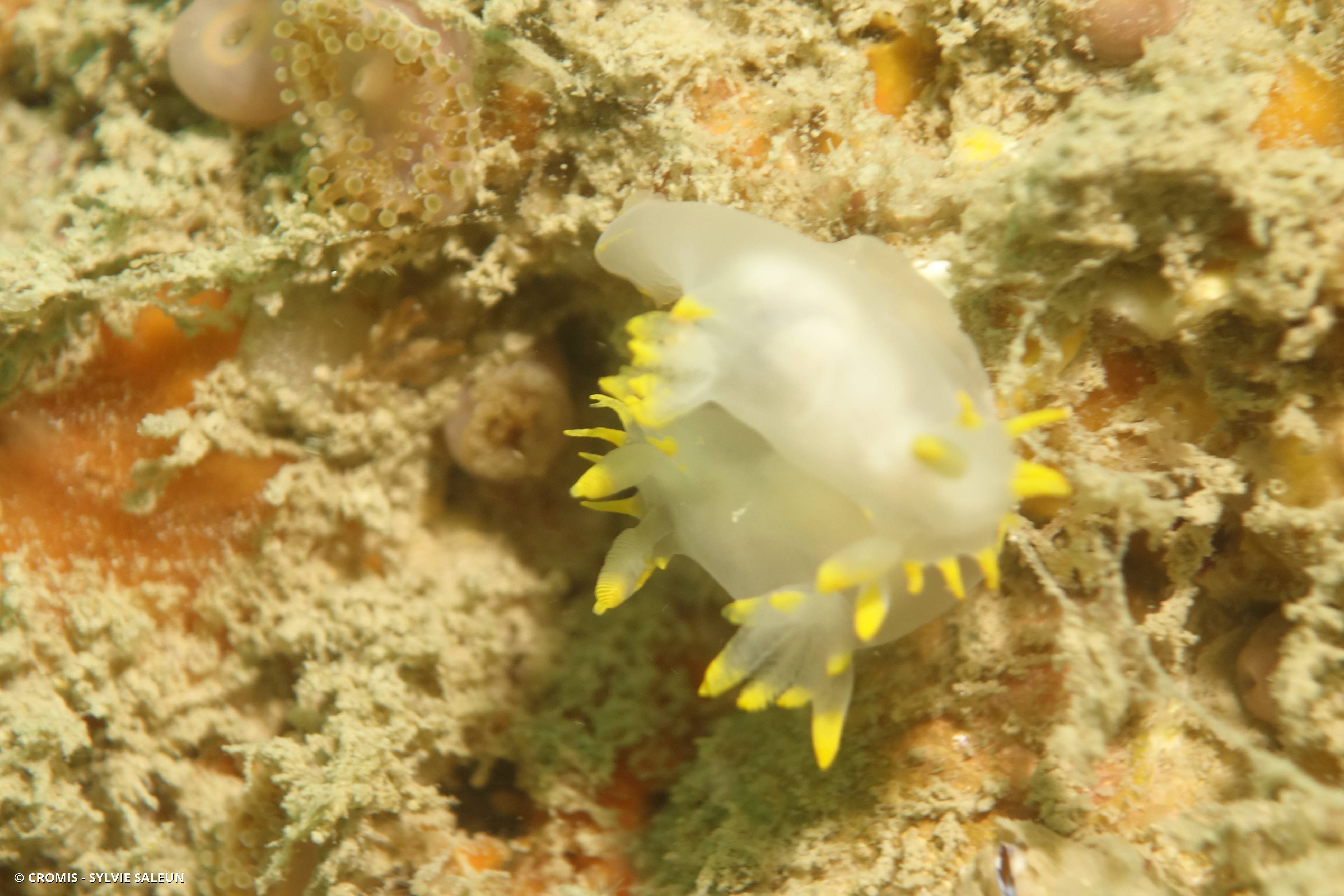 Polycère des Féroé