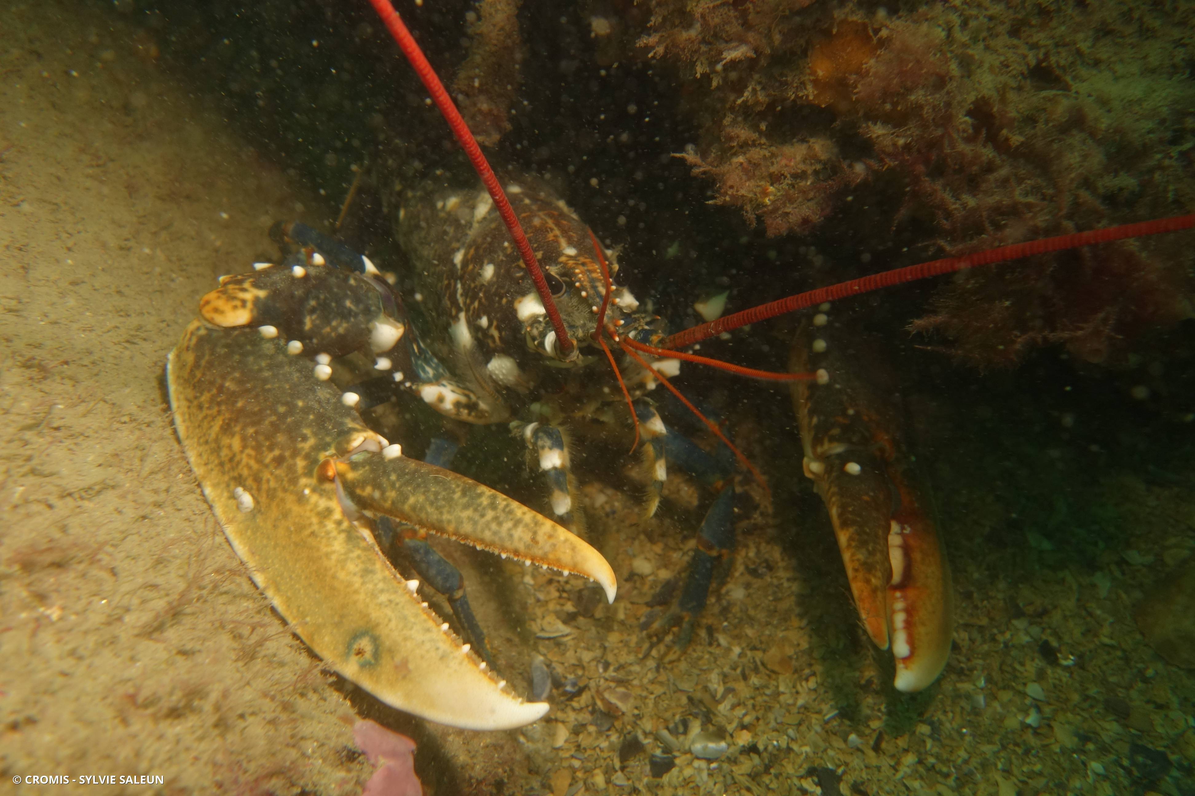 Homard européen