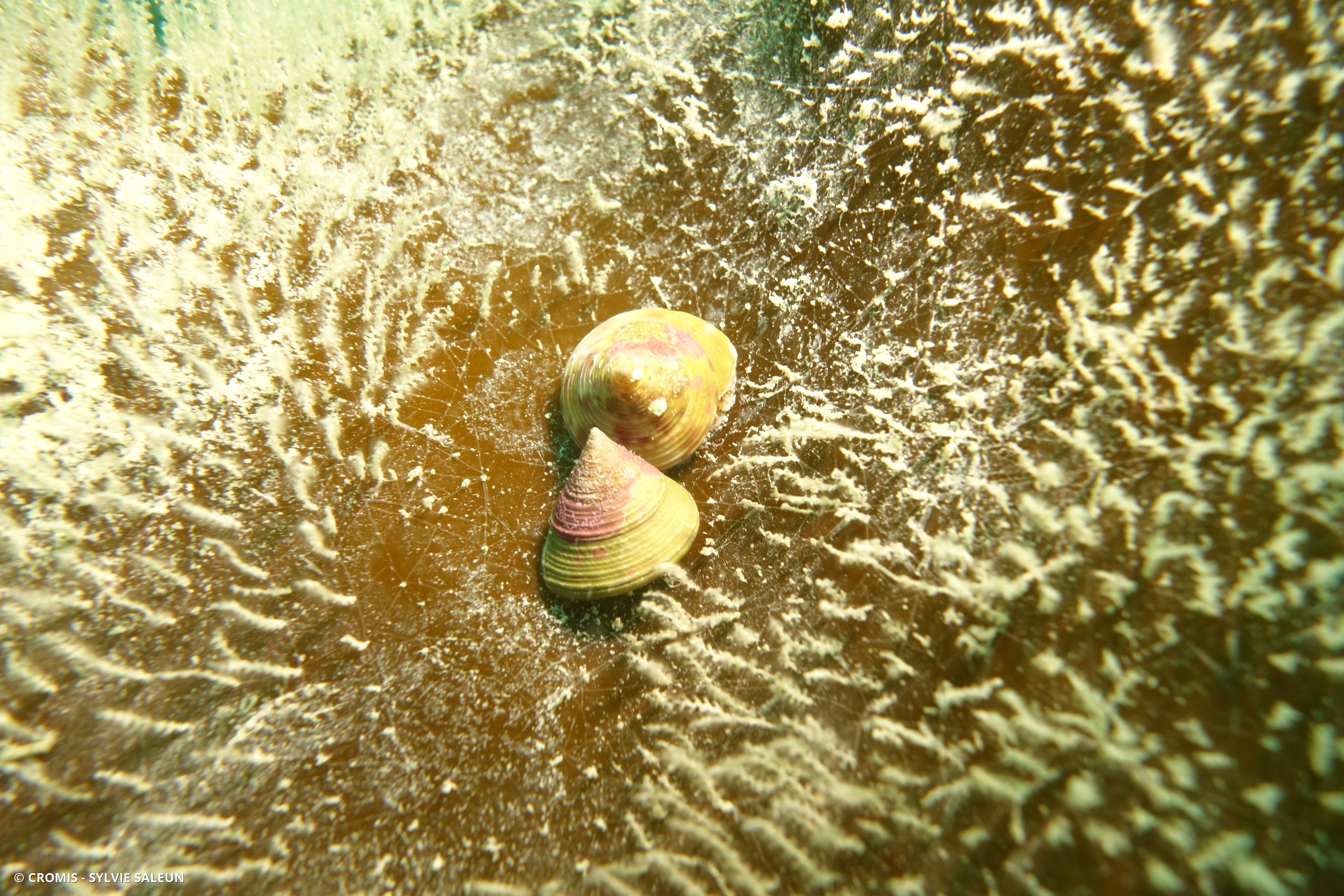 Calliostome jujube