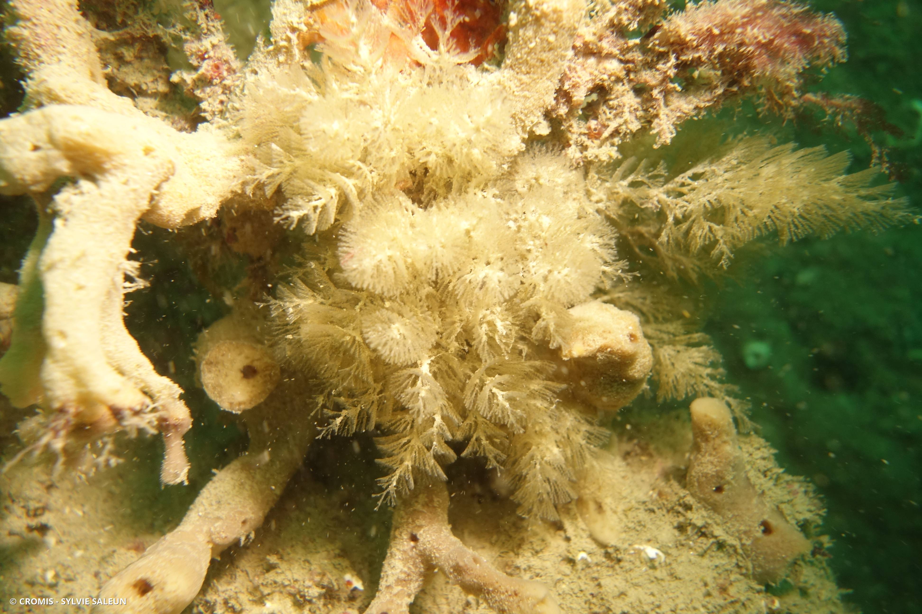 Bugule spiralée