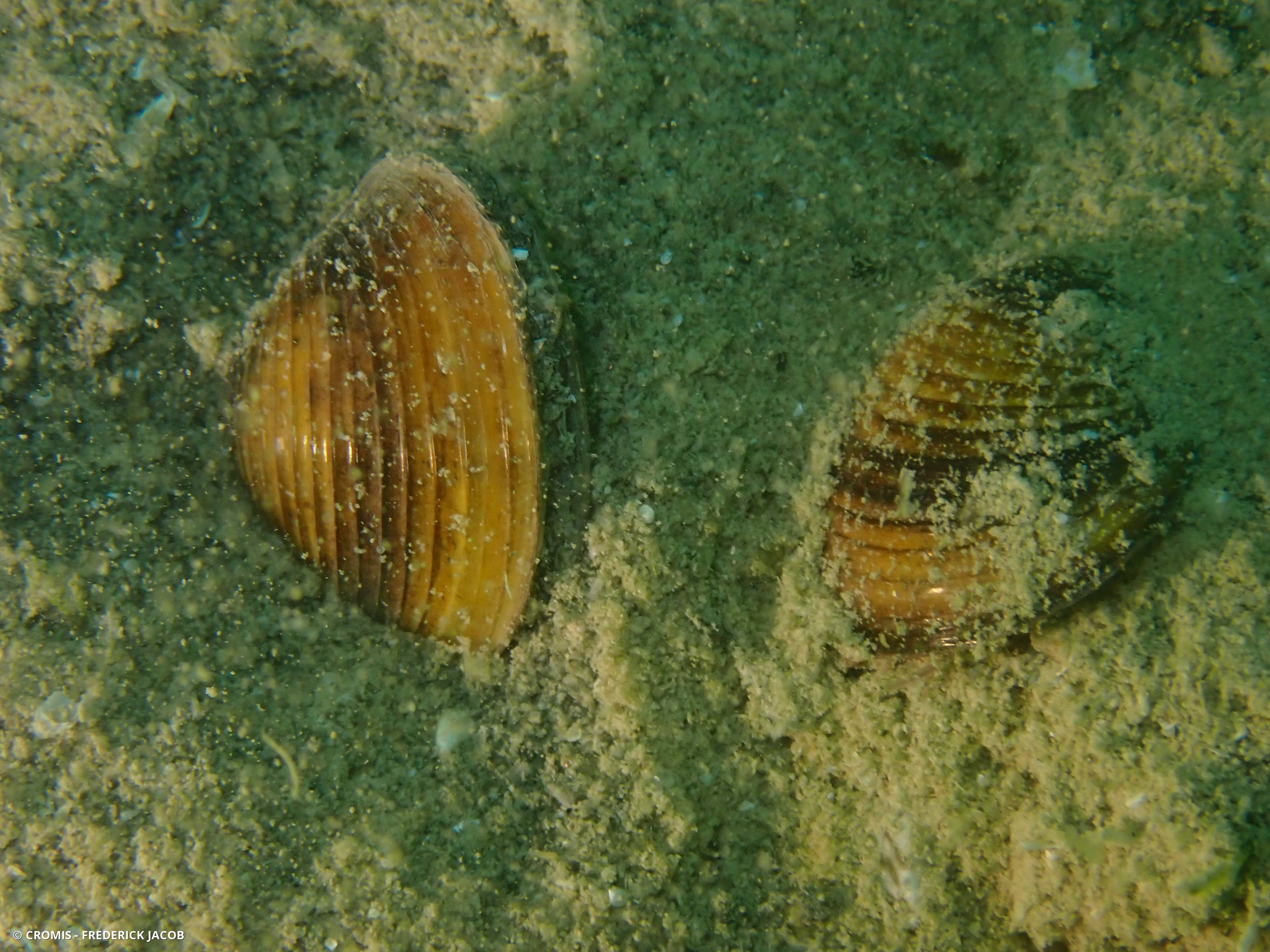 Corbicule asiatique