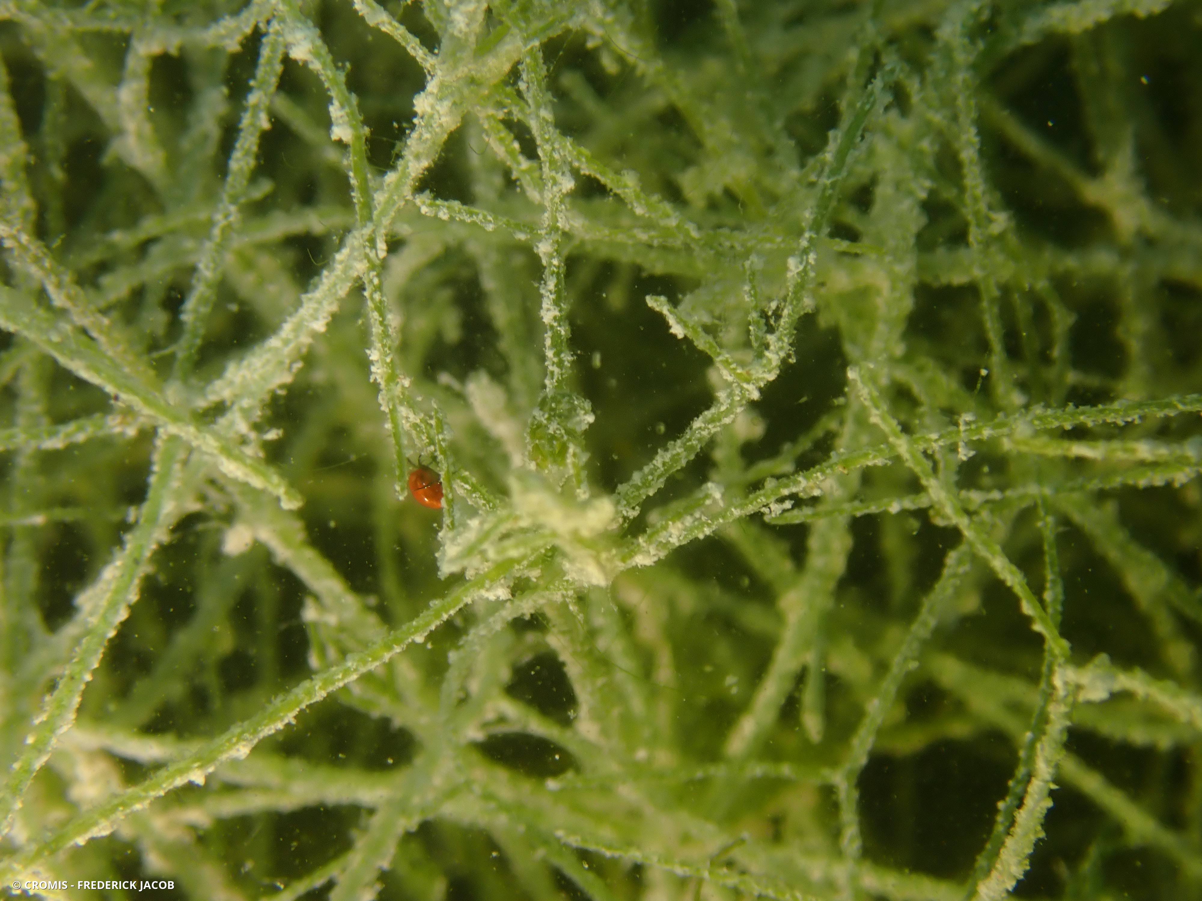 Hydracariens