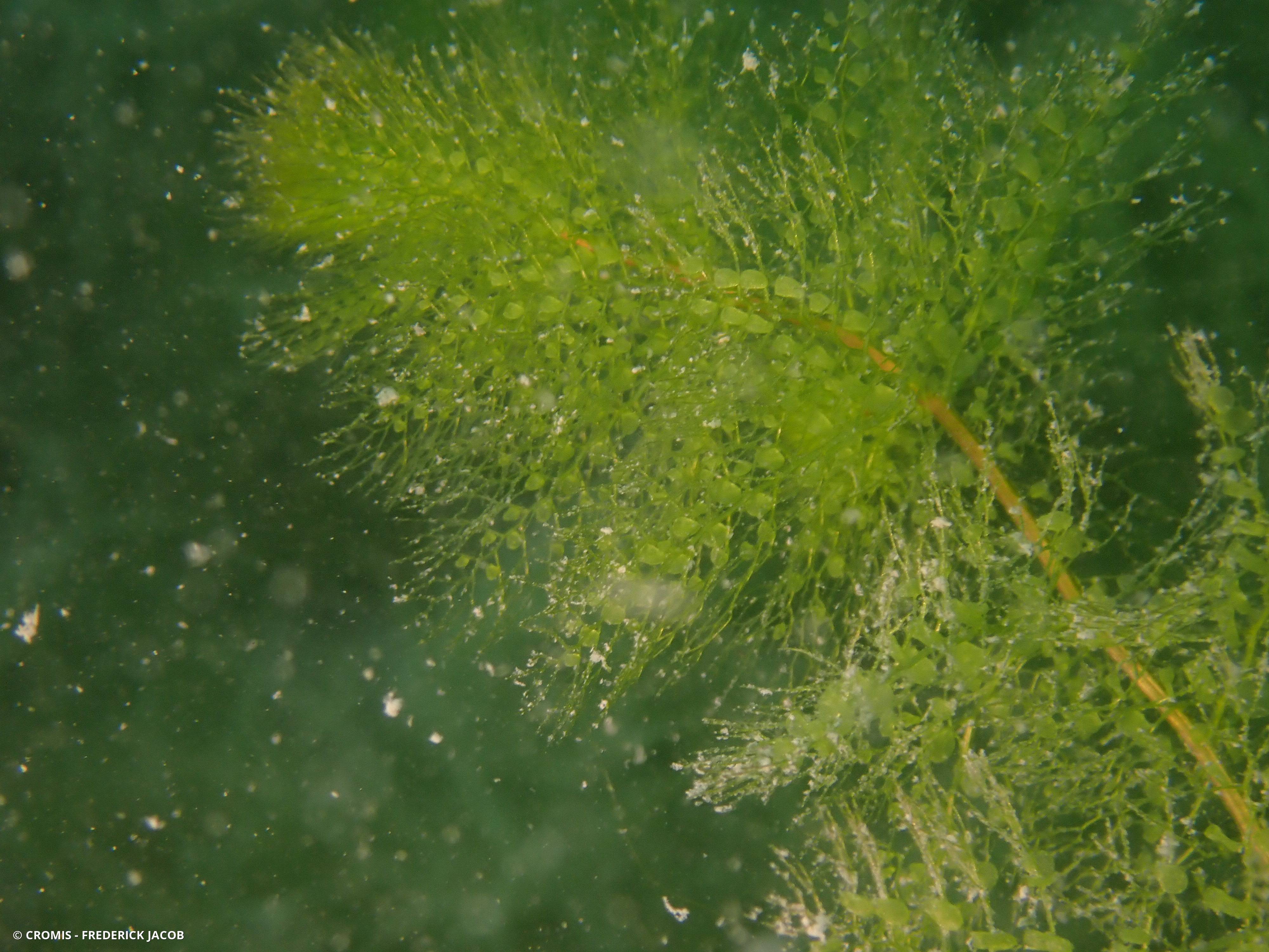 Utriculaire vulgaire