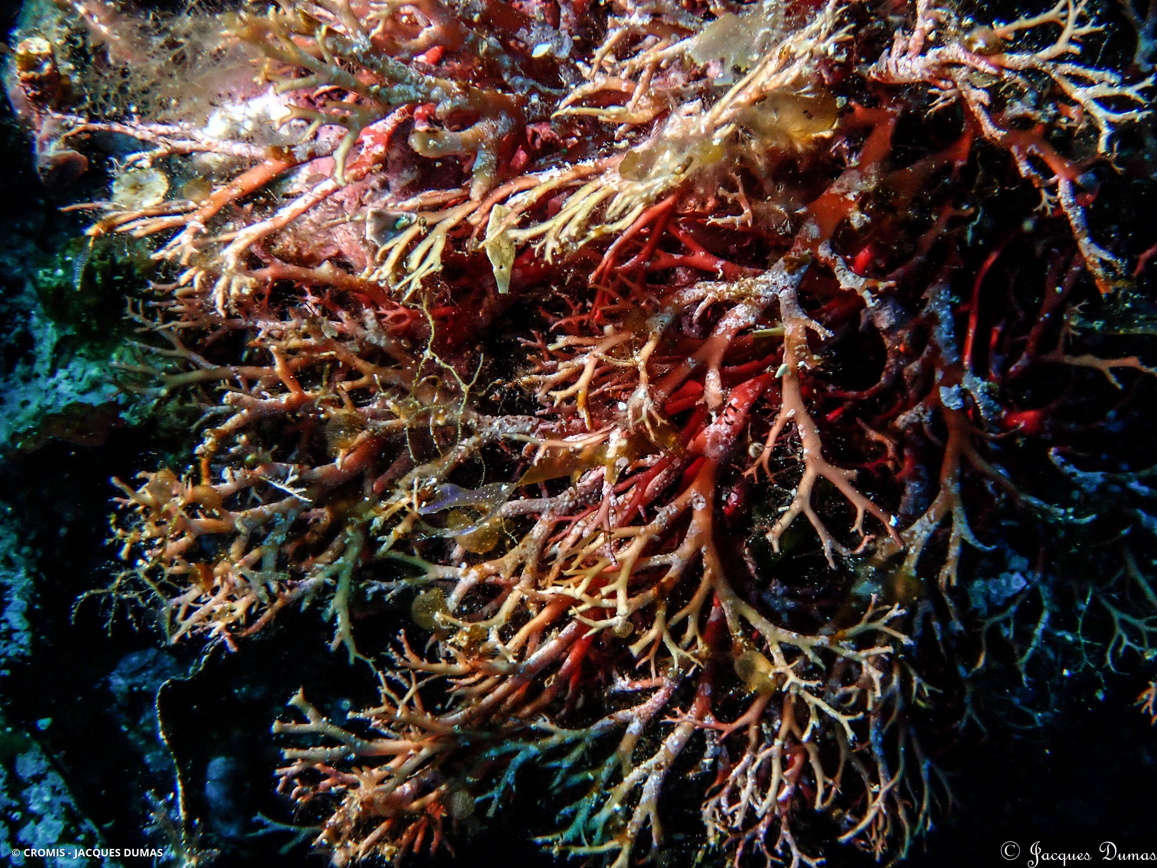 Algue rouge de Griffiths