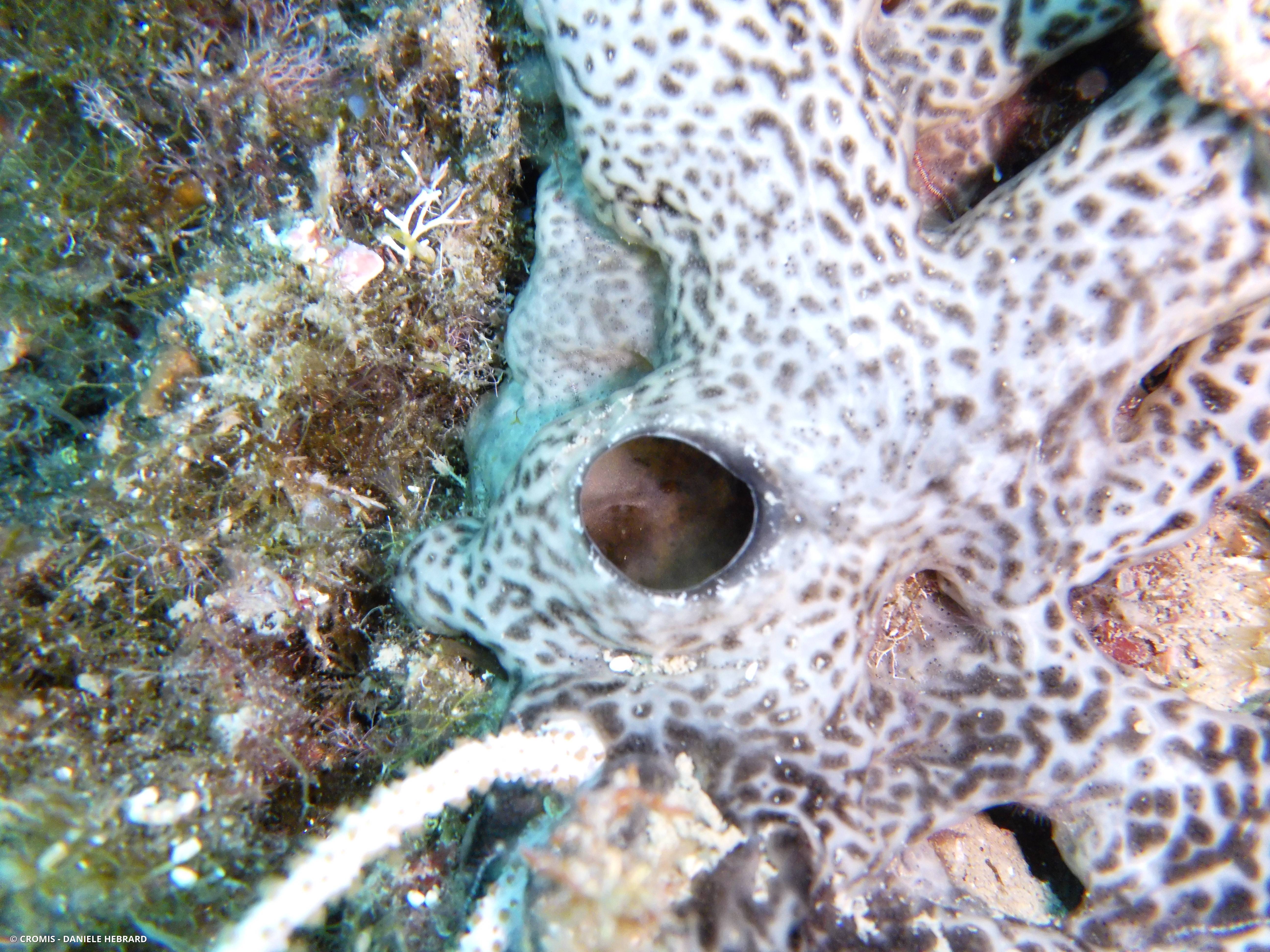 Didemne coriace