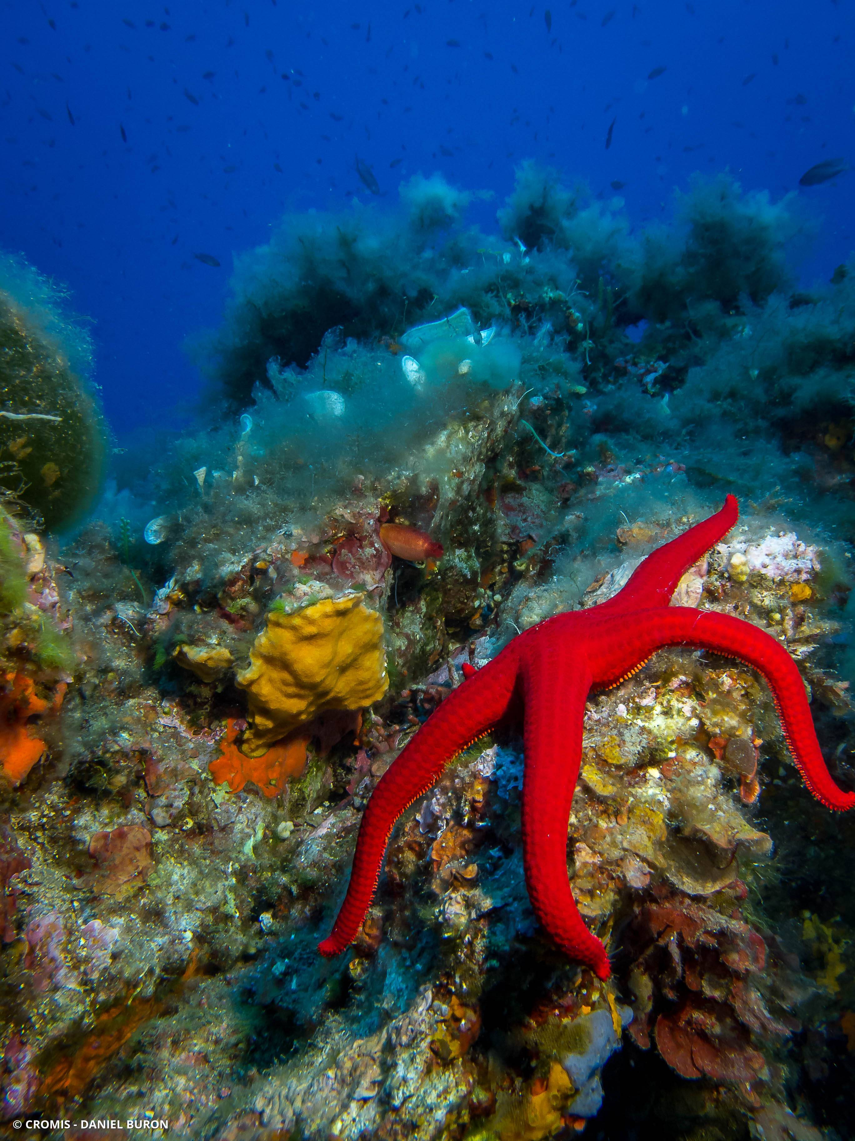 Etoile de mer lisse