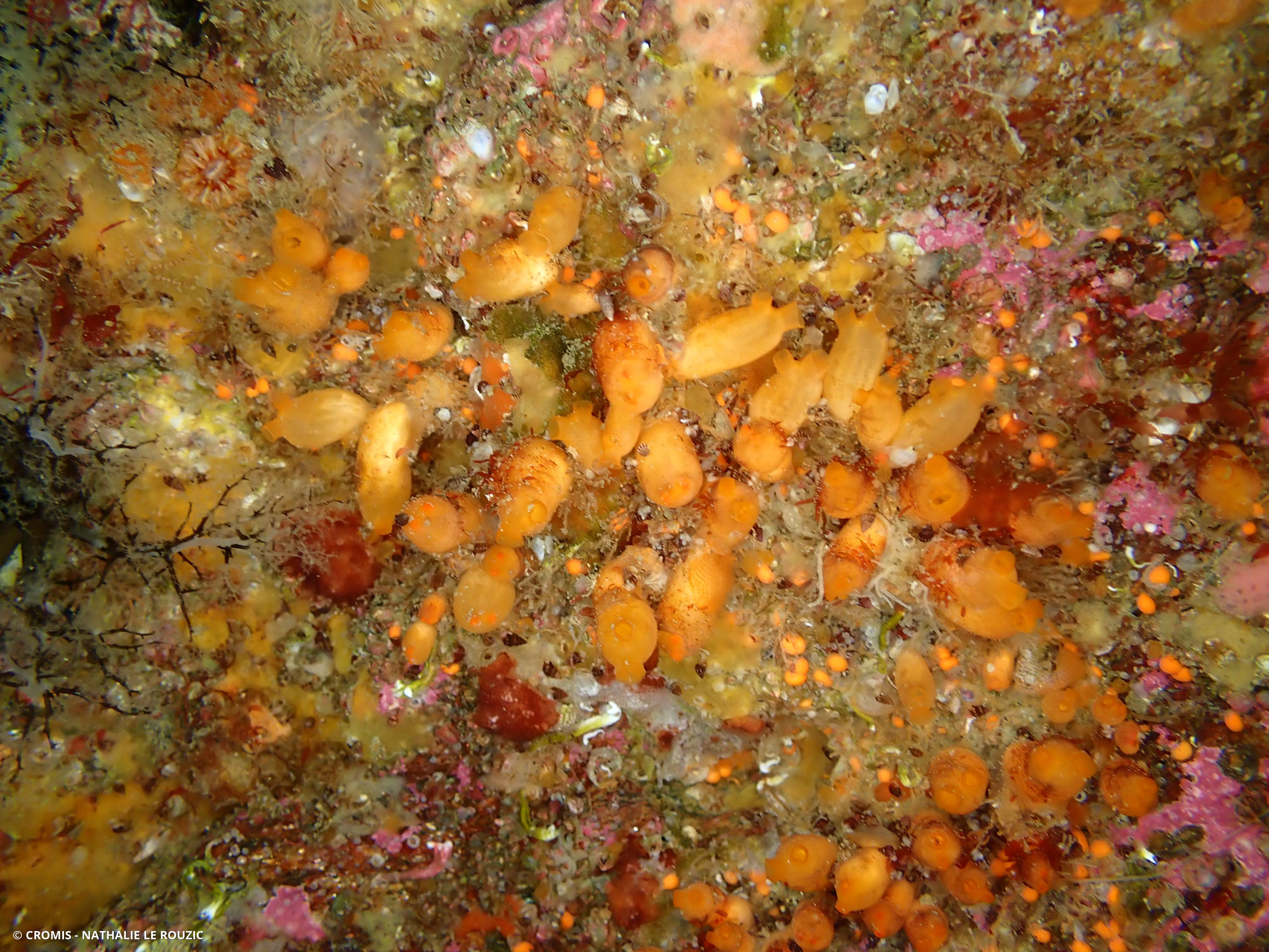 Mirabelle de mer