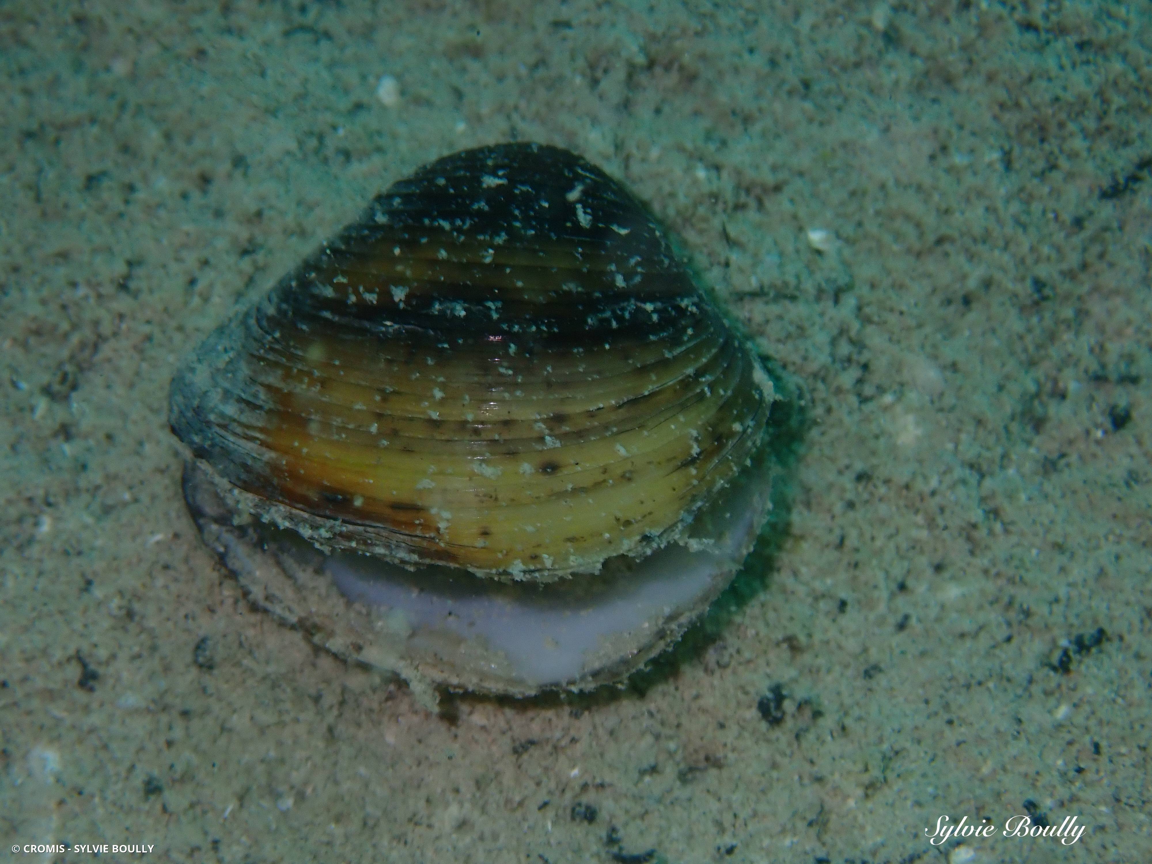Corbicule asiatique