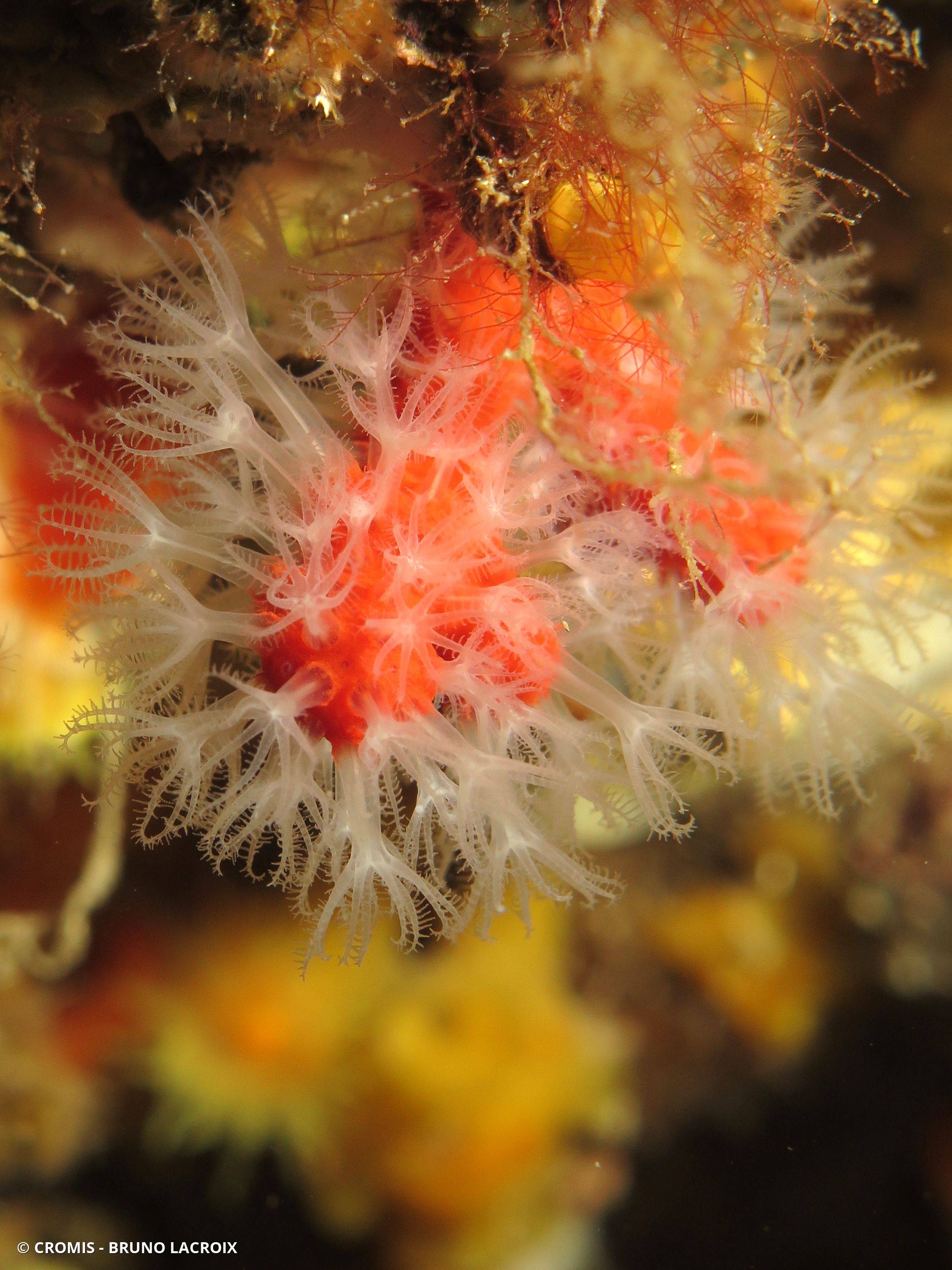 Corail rouge de Méditerranée