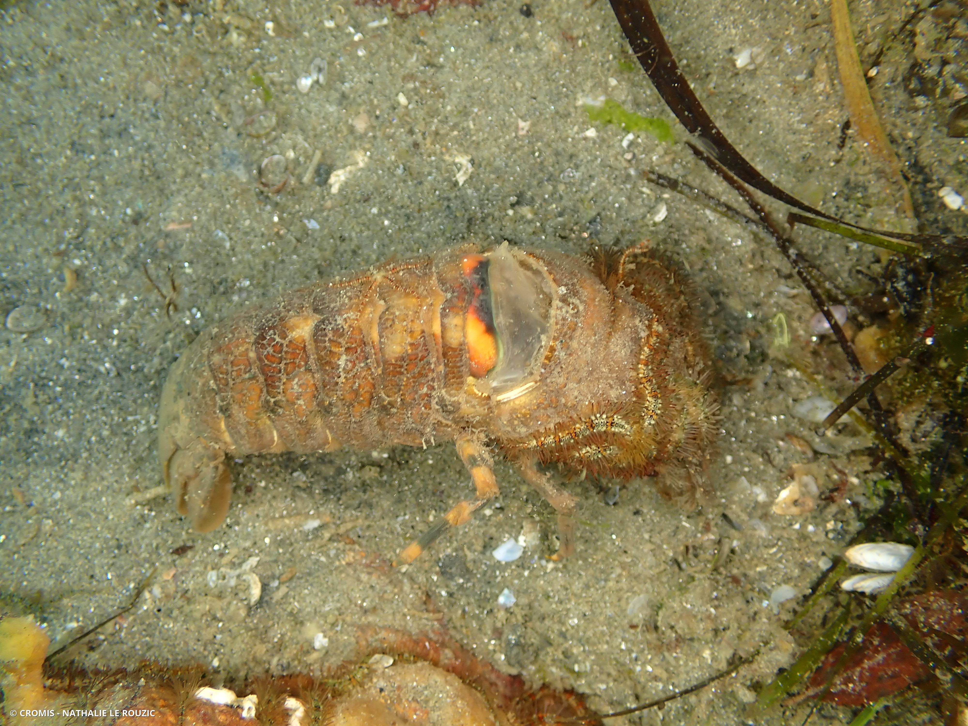 Petite cigale de mer
