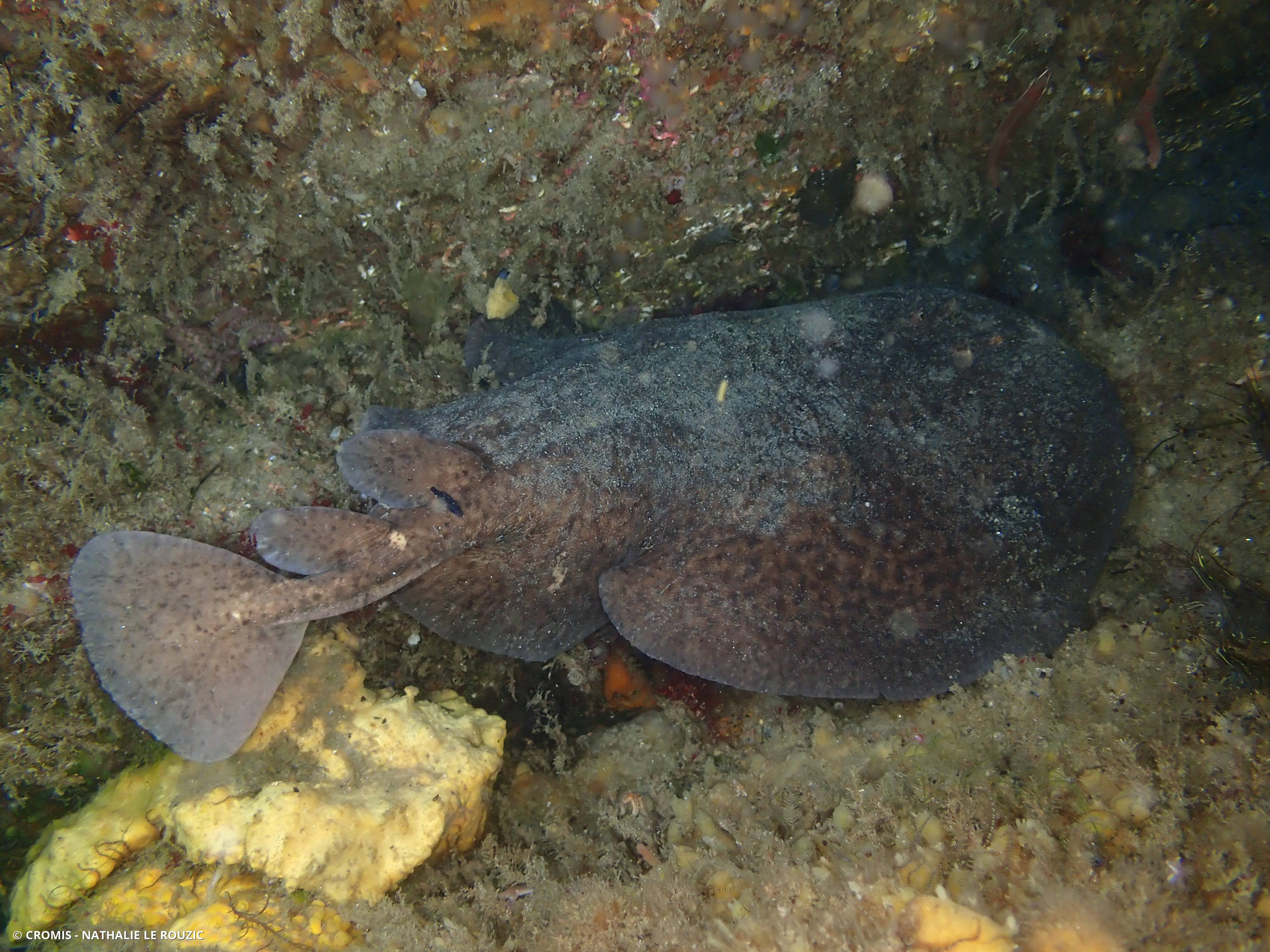 Torpille marbrée