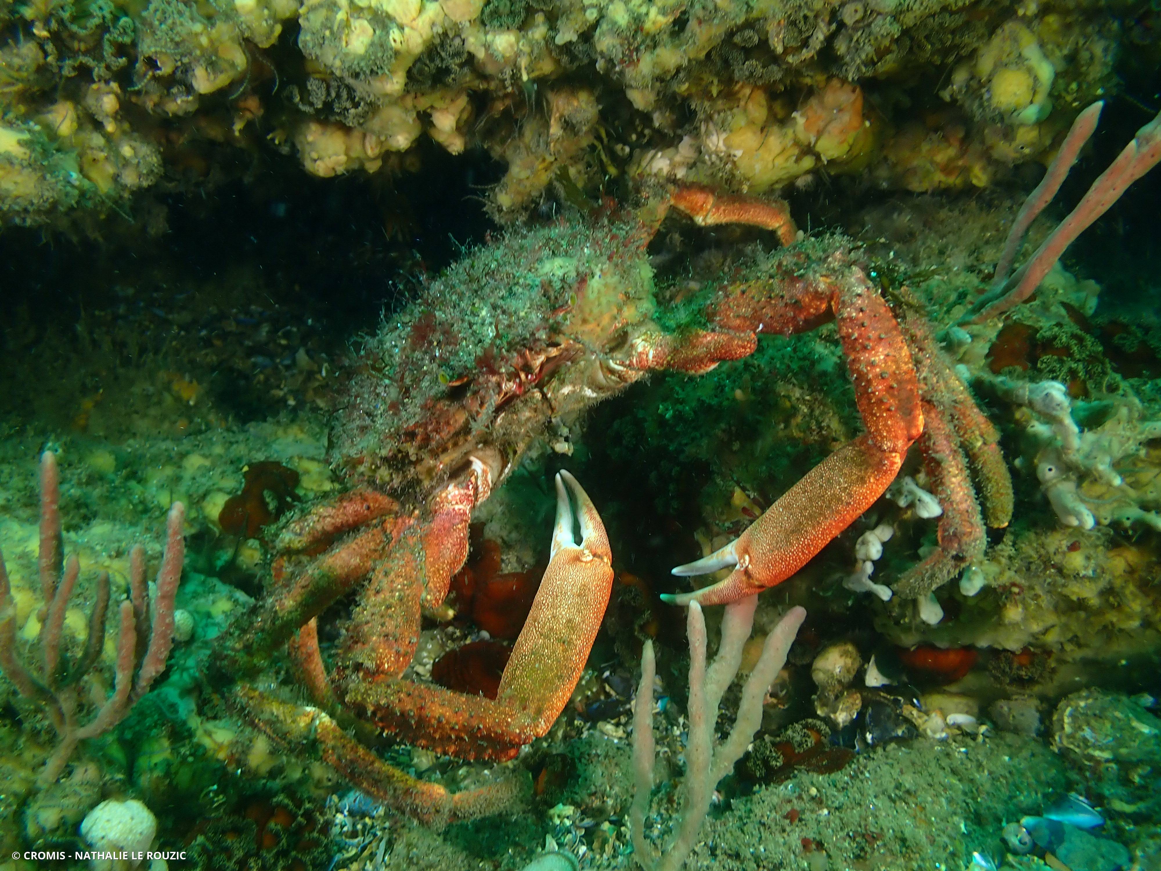 Araignée de mer Atlantique