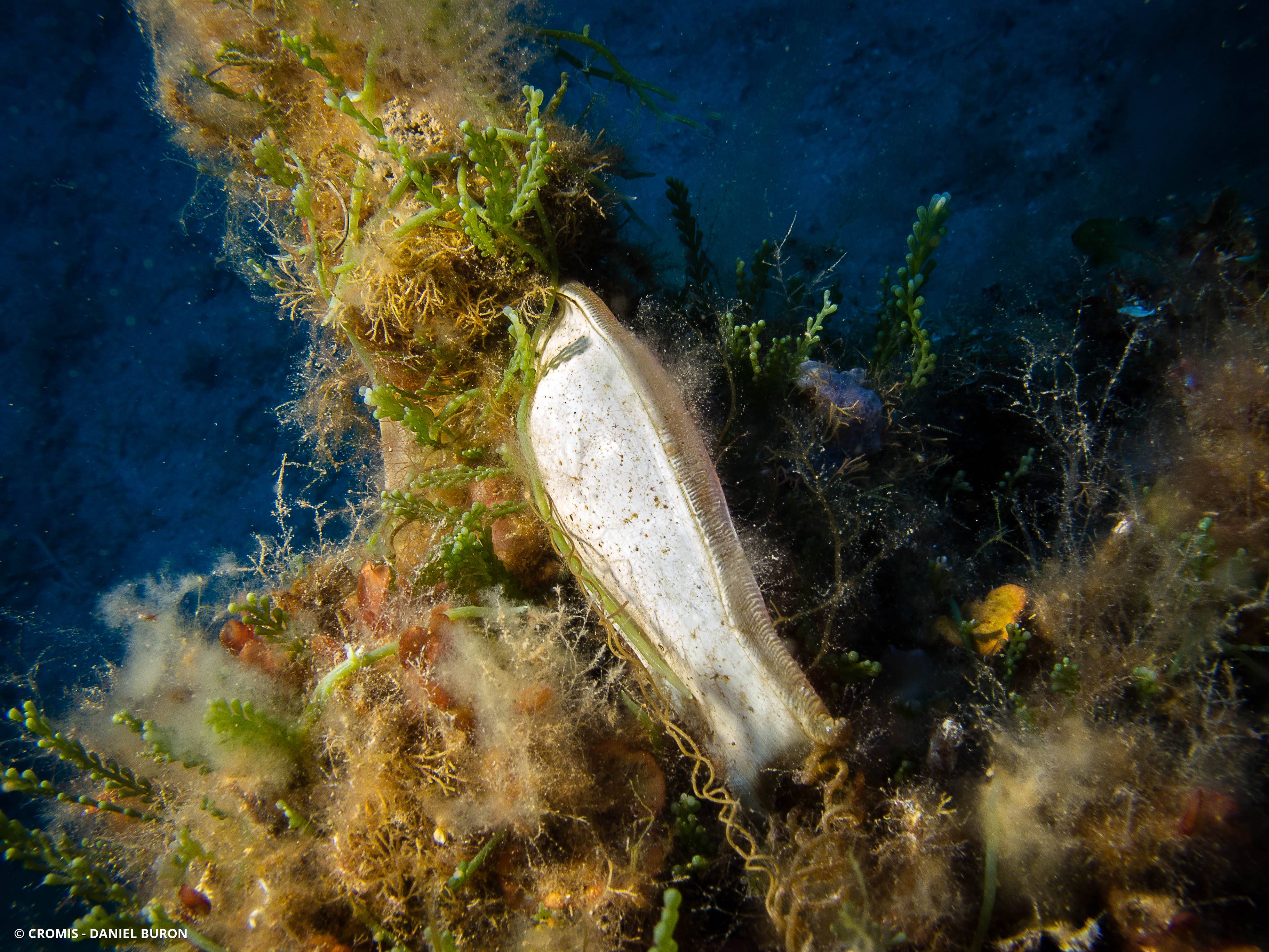 Caulerpe cylindracée