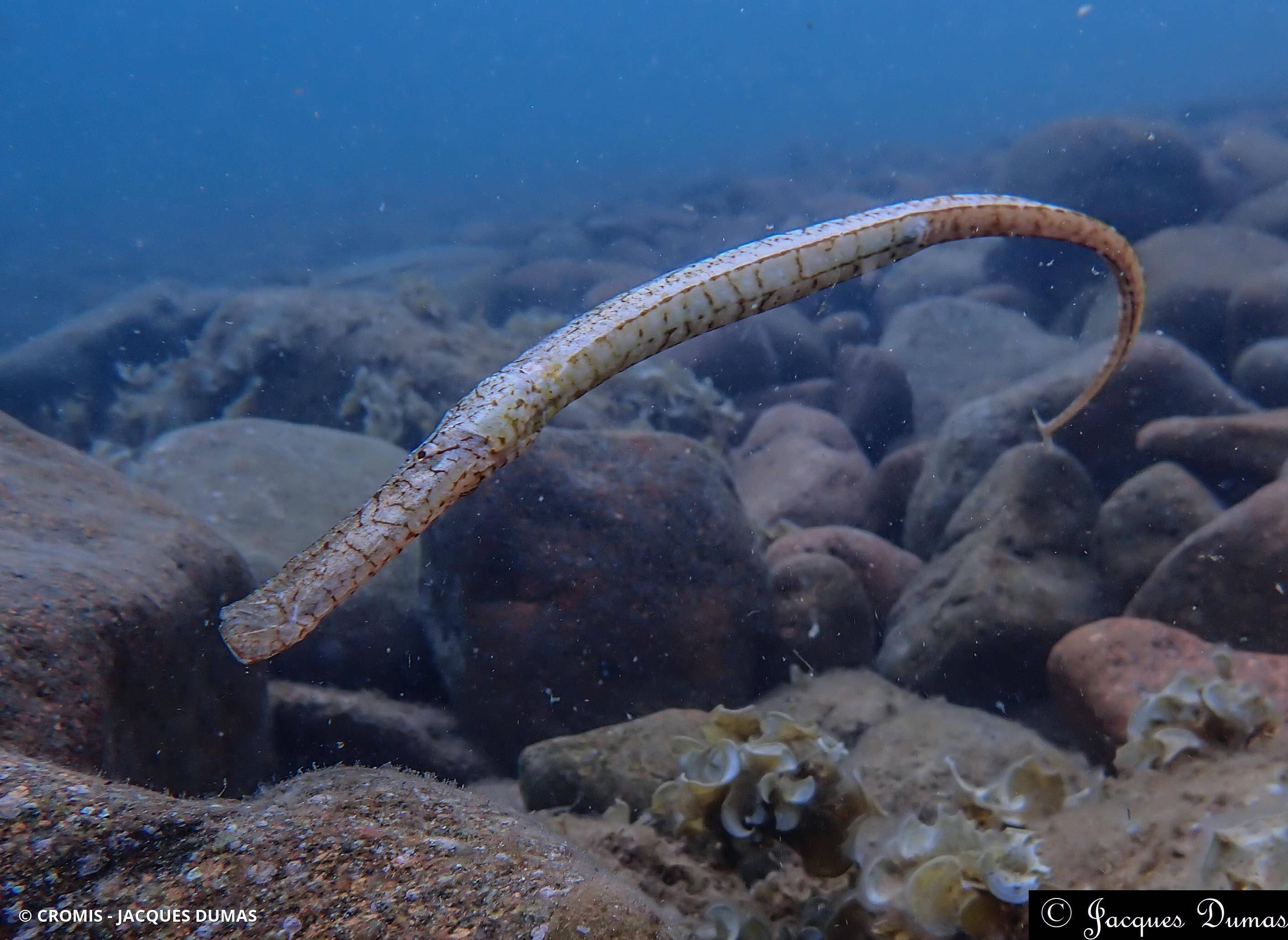 Siphonostome