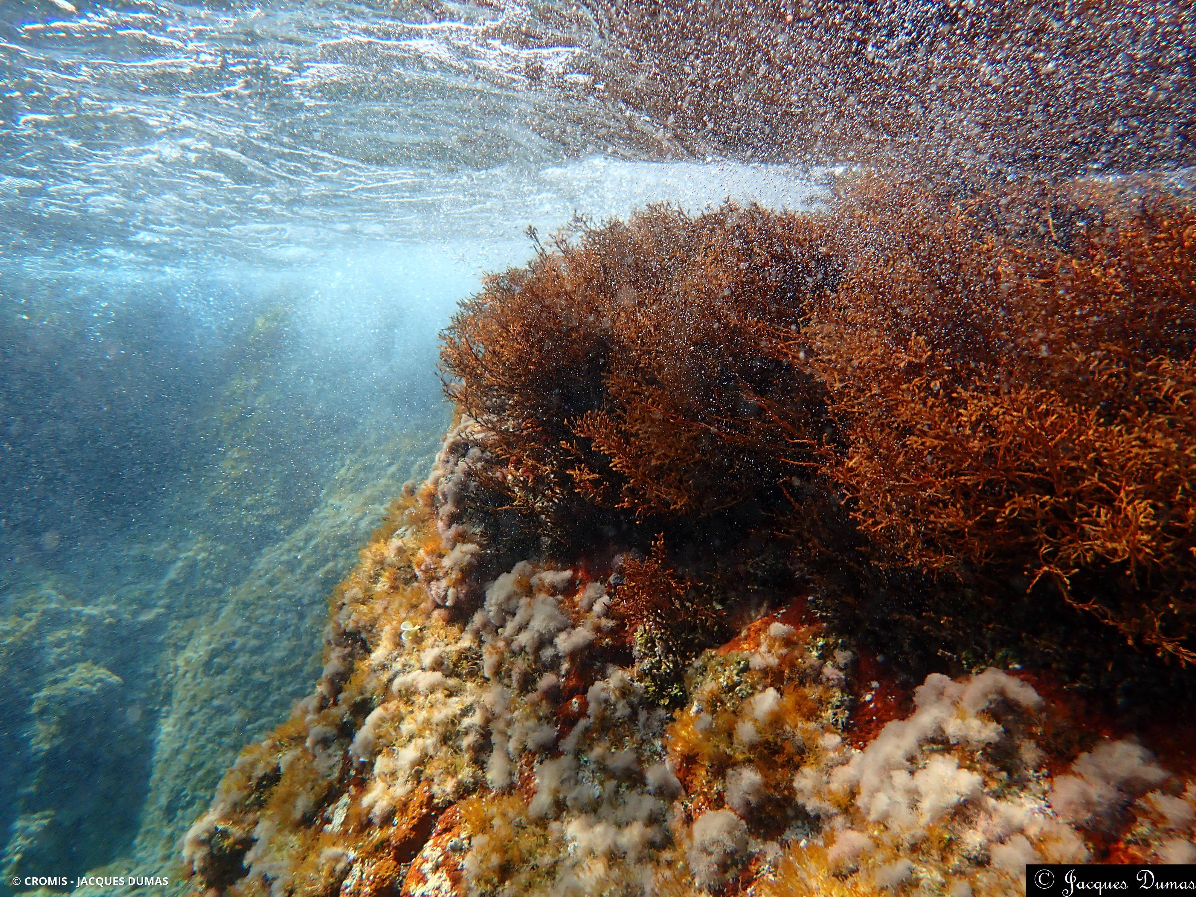 Cystoseire pustuleuse