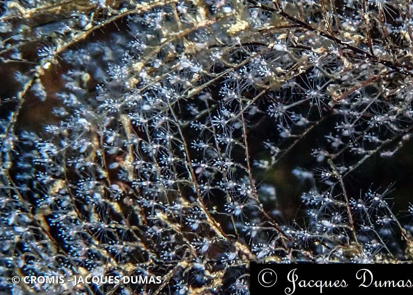 Hydraire des amarres