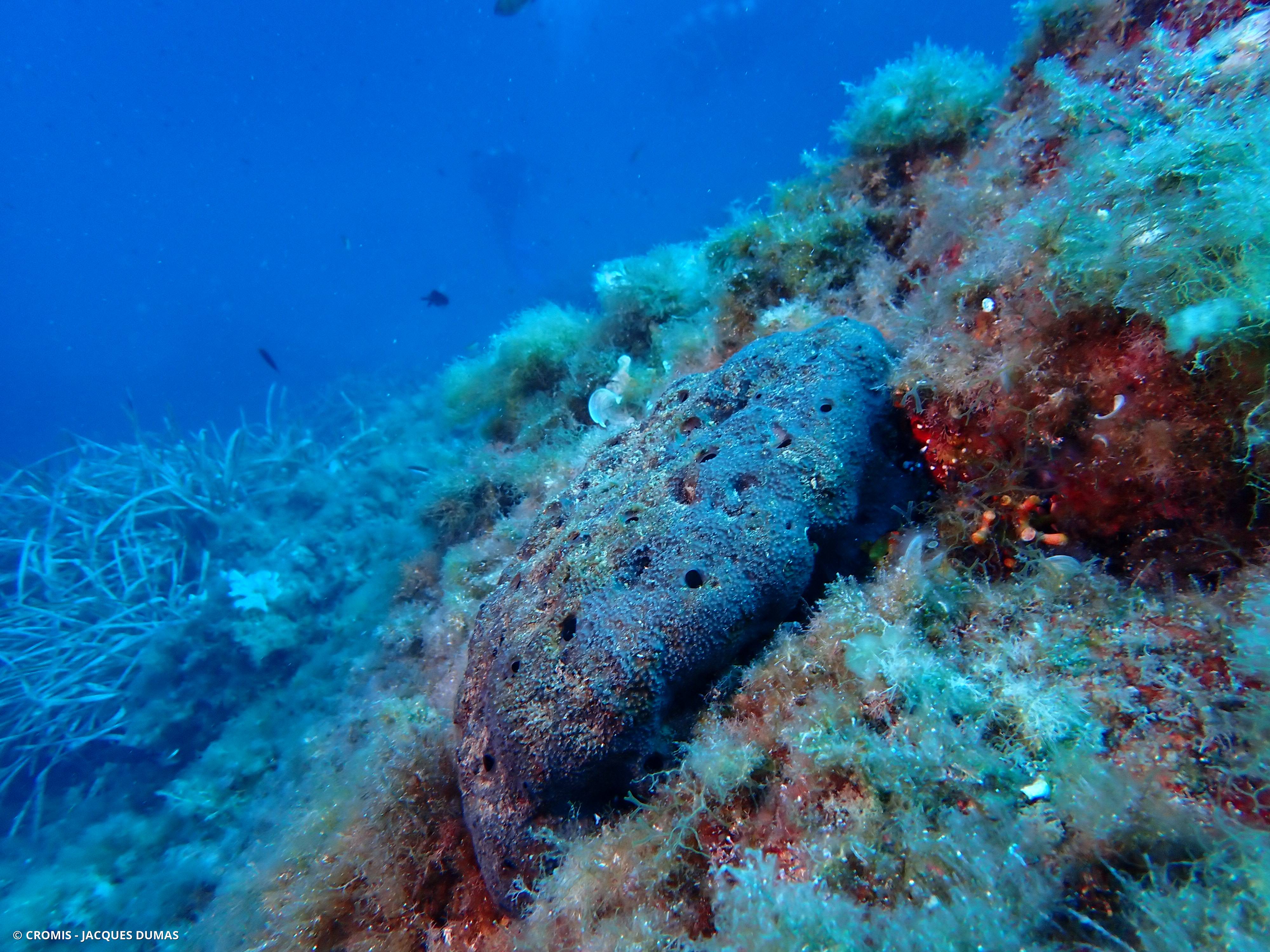 Ircinie variable
