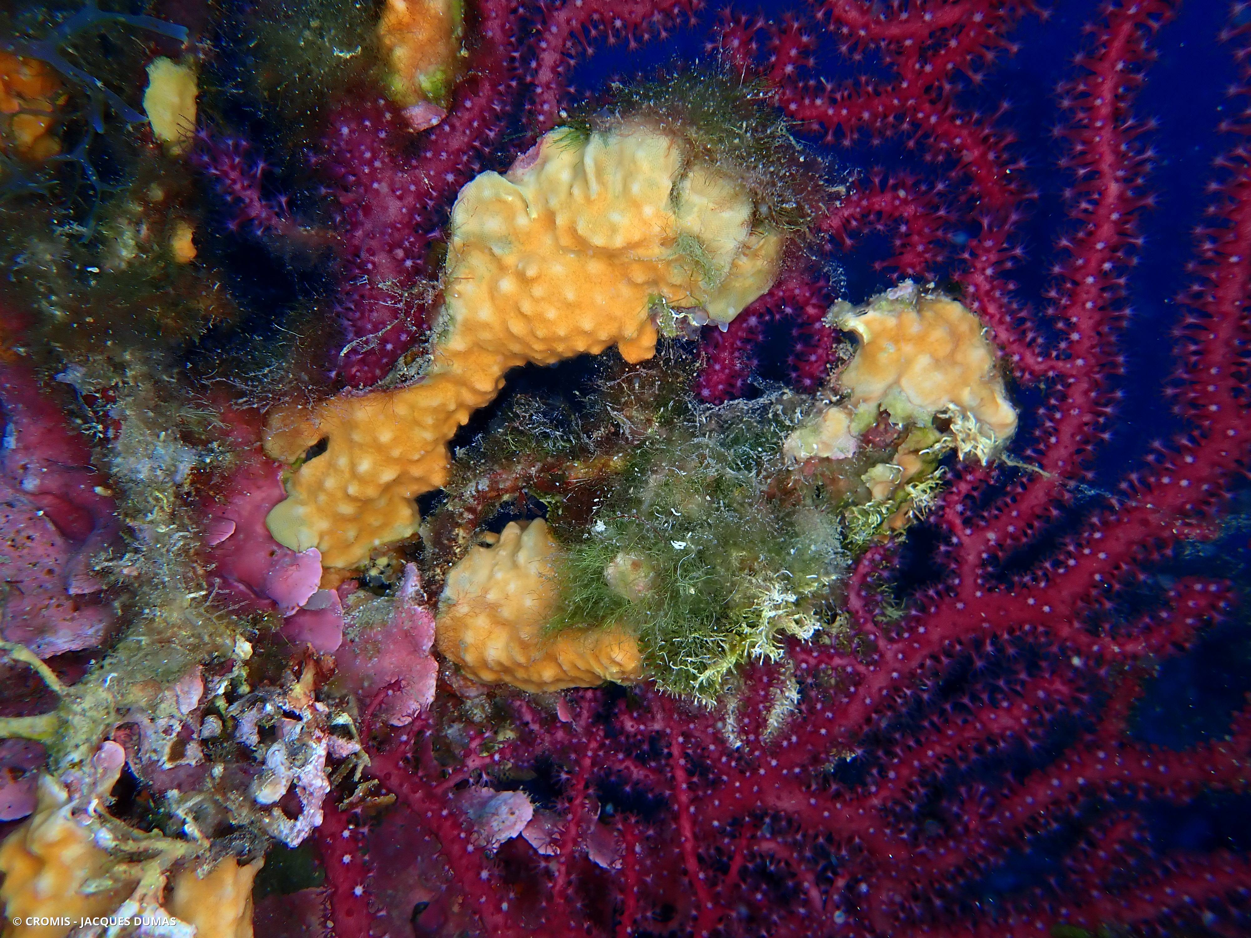 Schizomavelle mamelonné