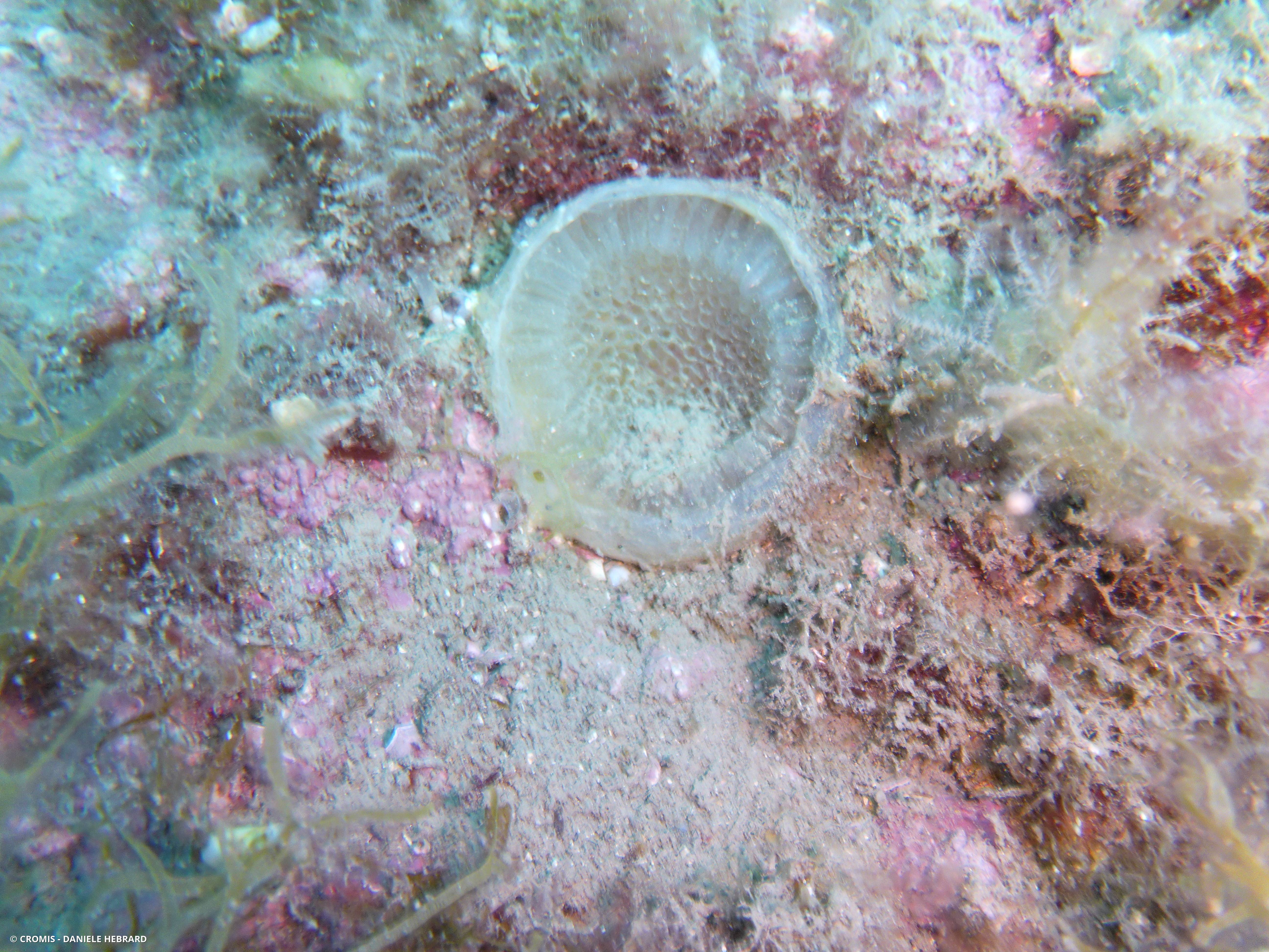 Triton de Naples