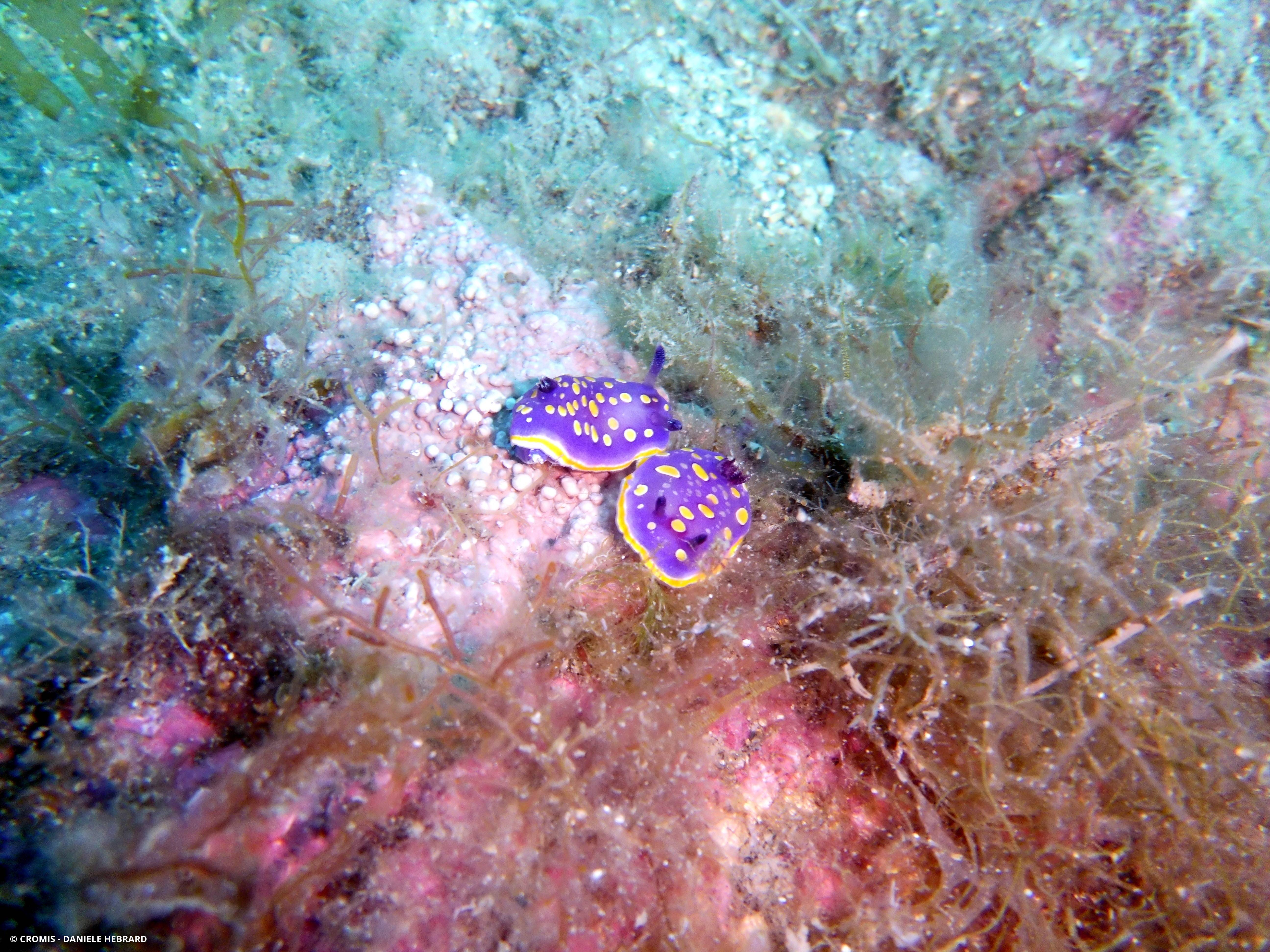 Doris tachetée mauve