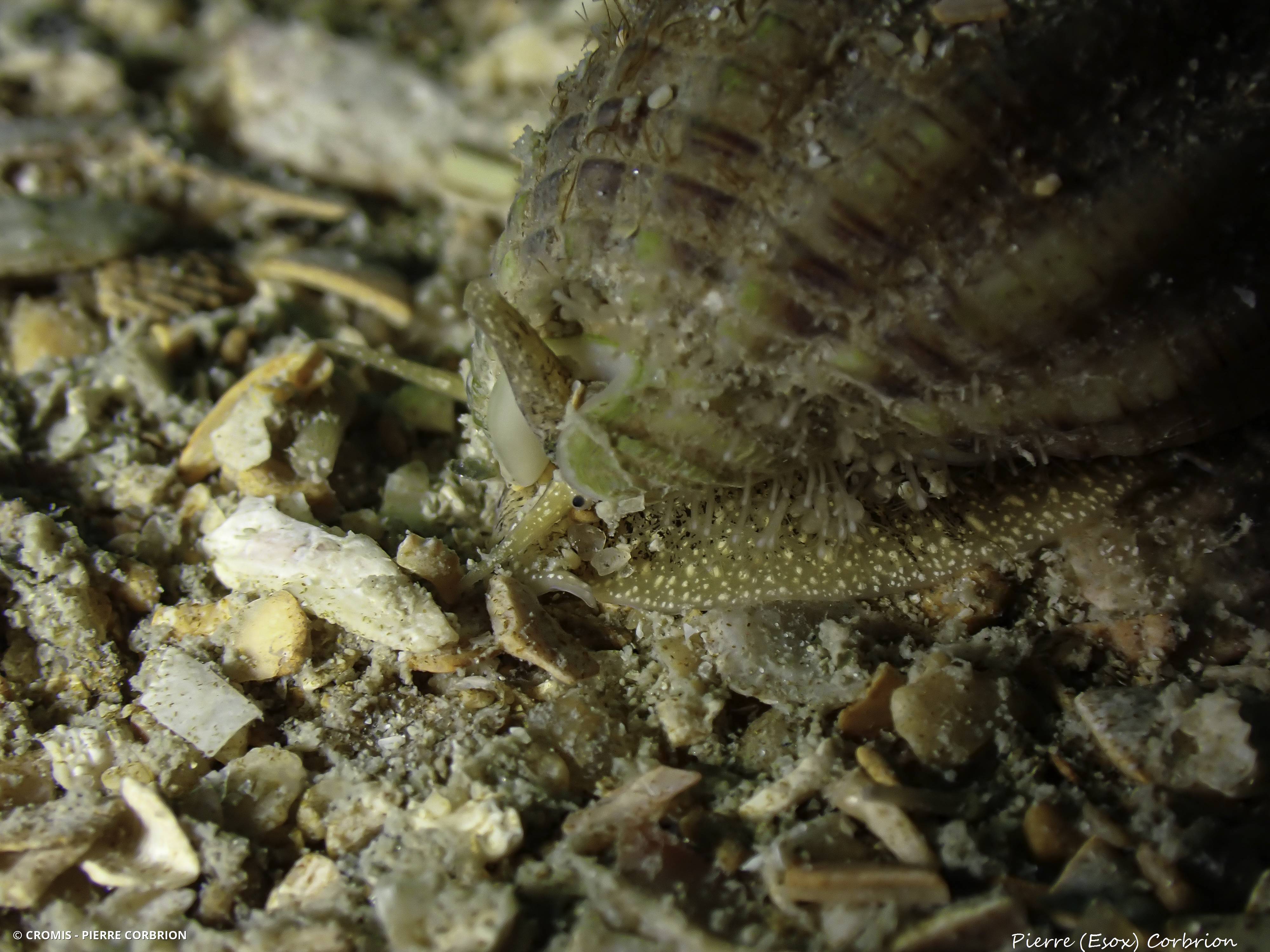 Podocoryna exigua