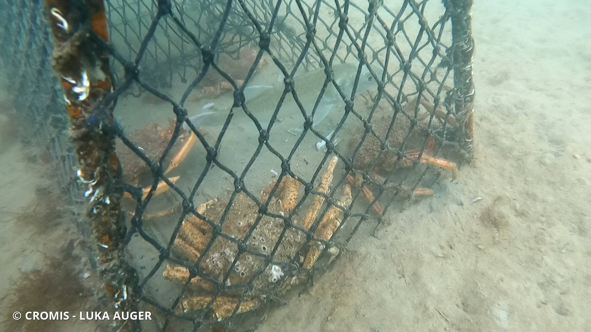 Araignée de mer Atlantique