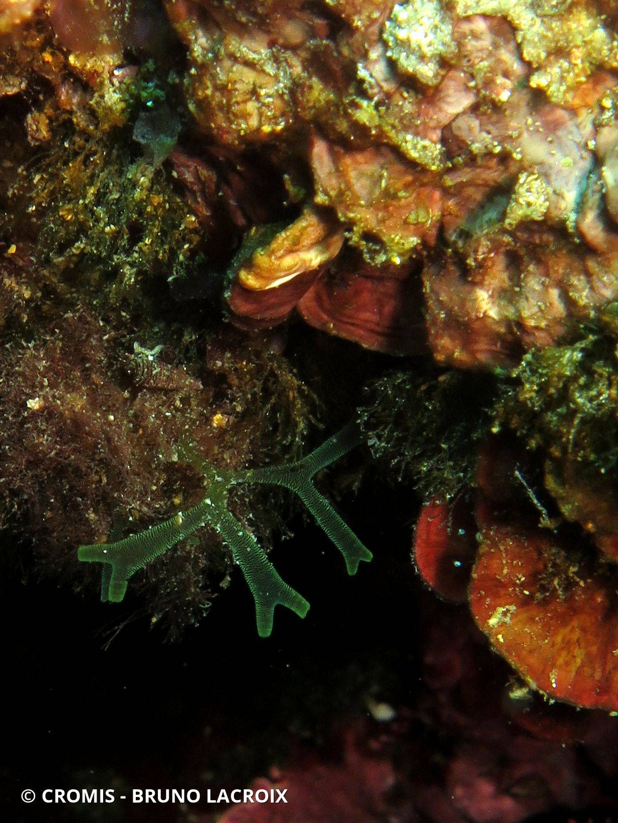 Dictyote