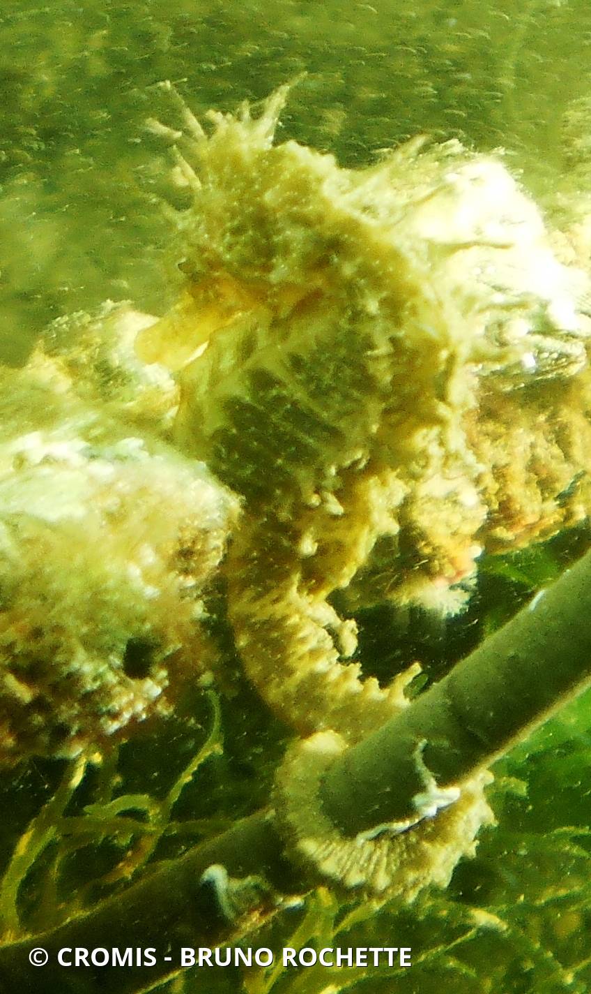 Hippocampe moucheté