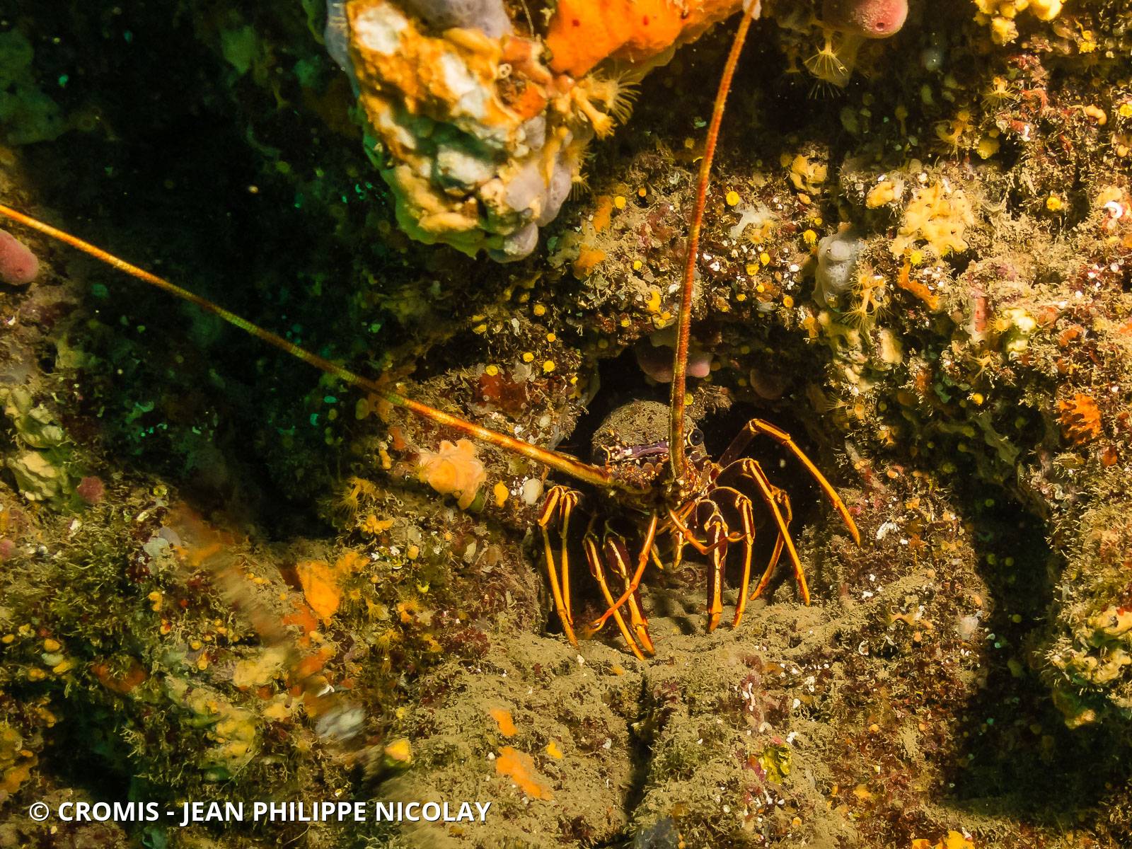 Langouste rouge