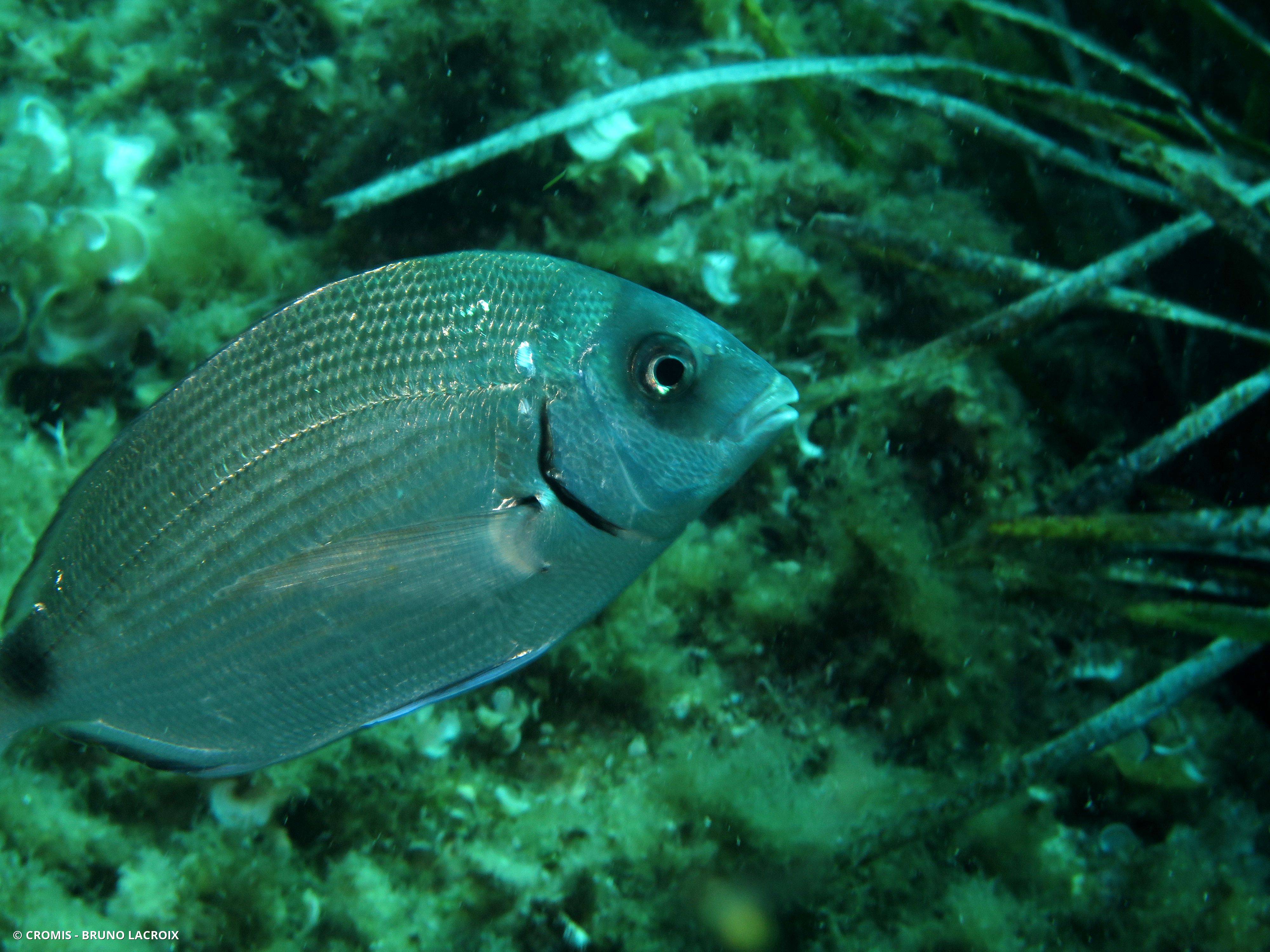 Sar commun de Méditerranée