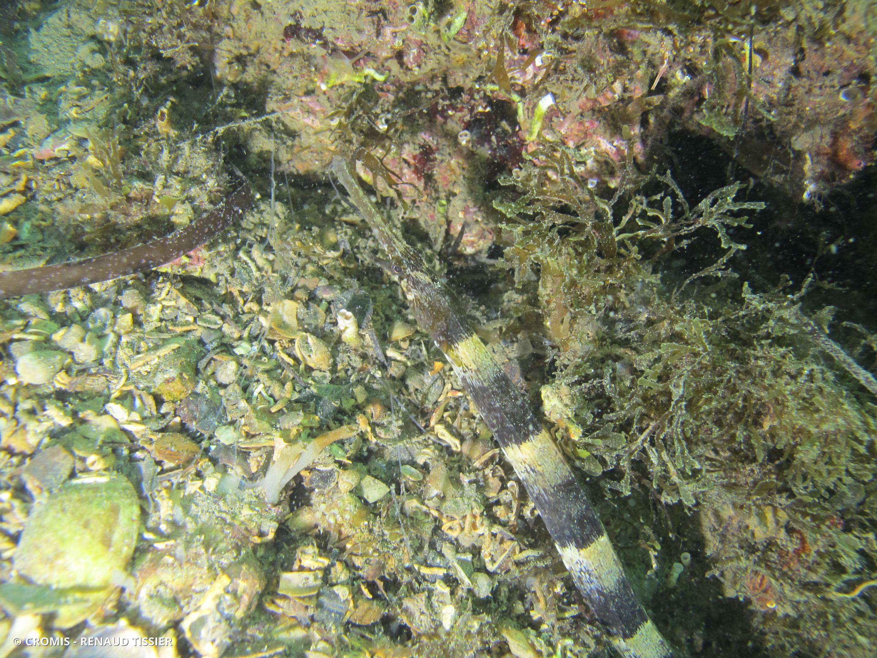 Syngnathe à museau long de Méditerranée occidentale