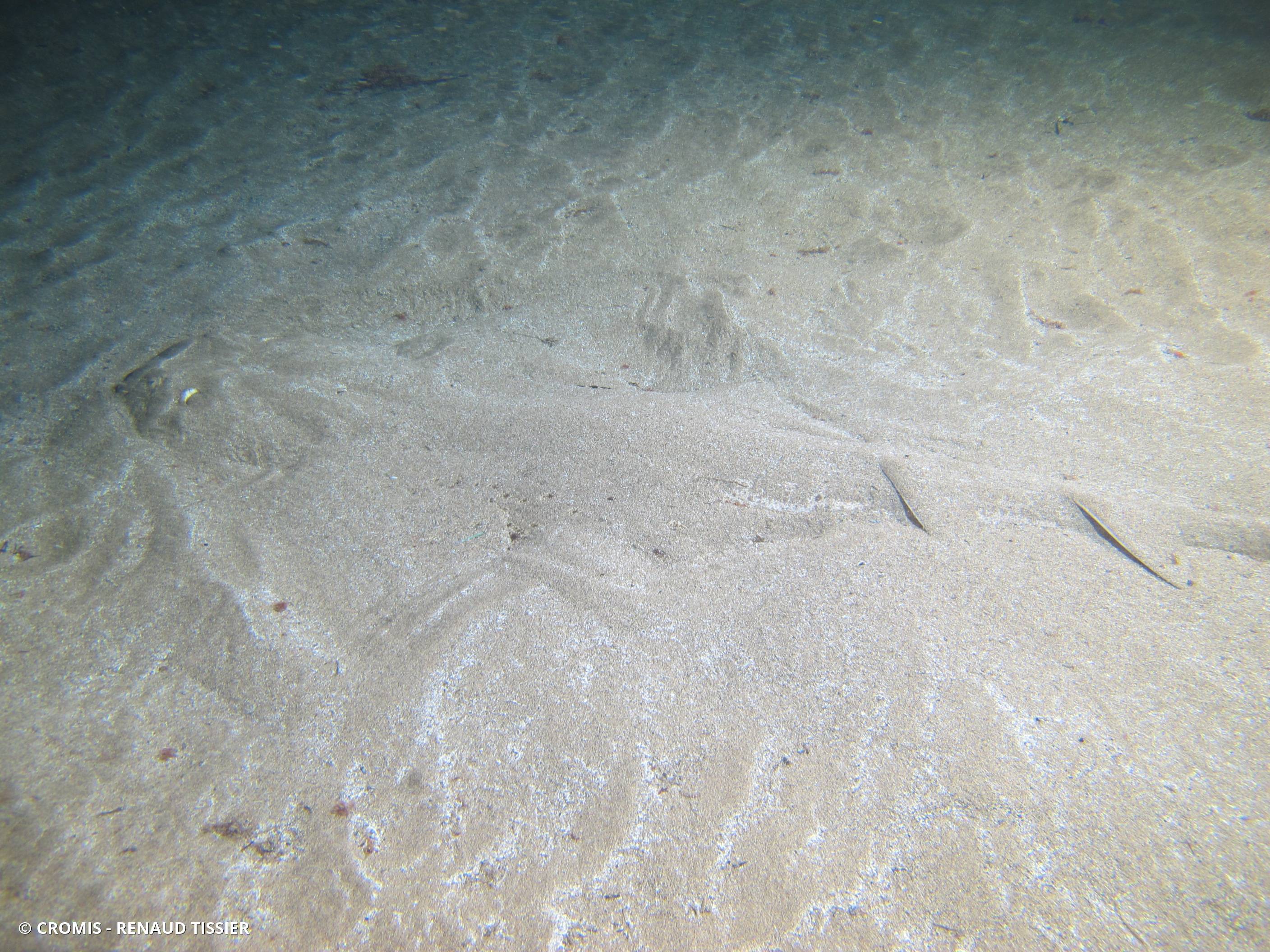Ange de mer commun