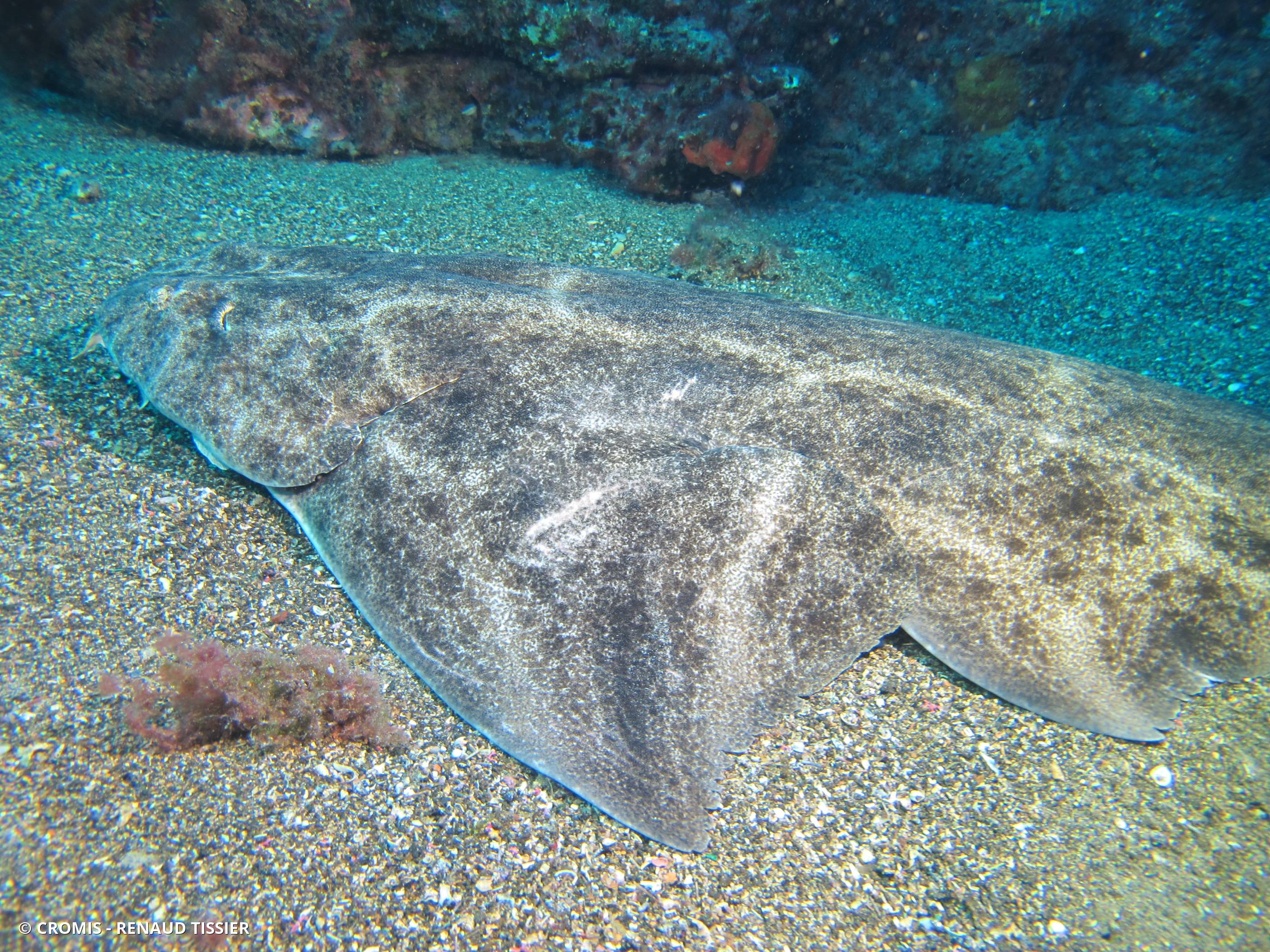 Ange de mer commun