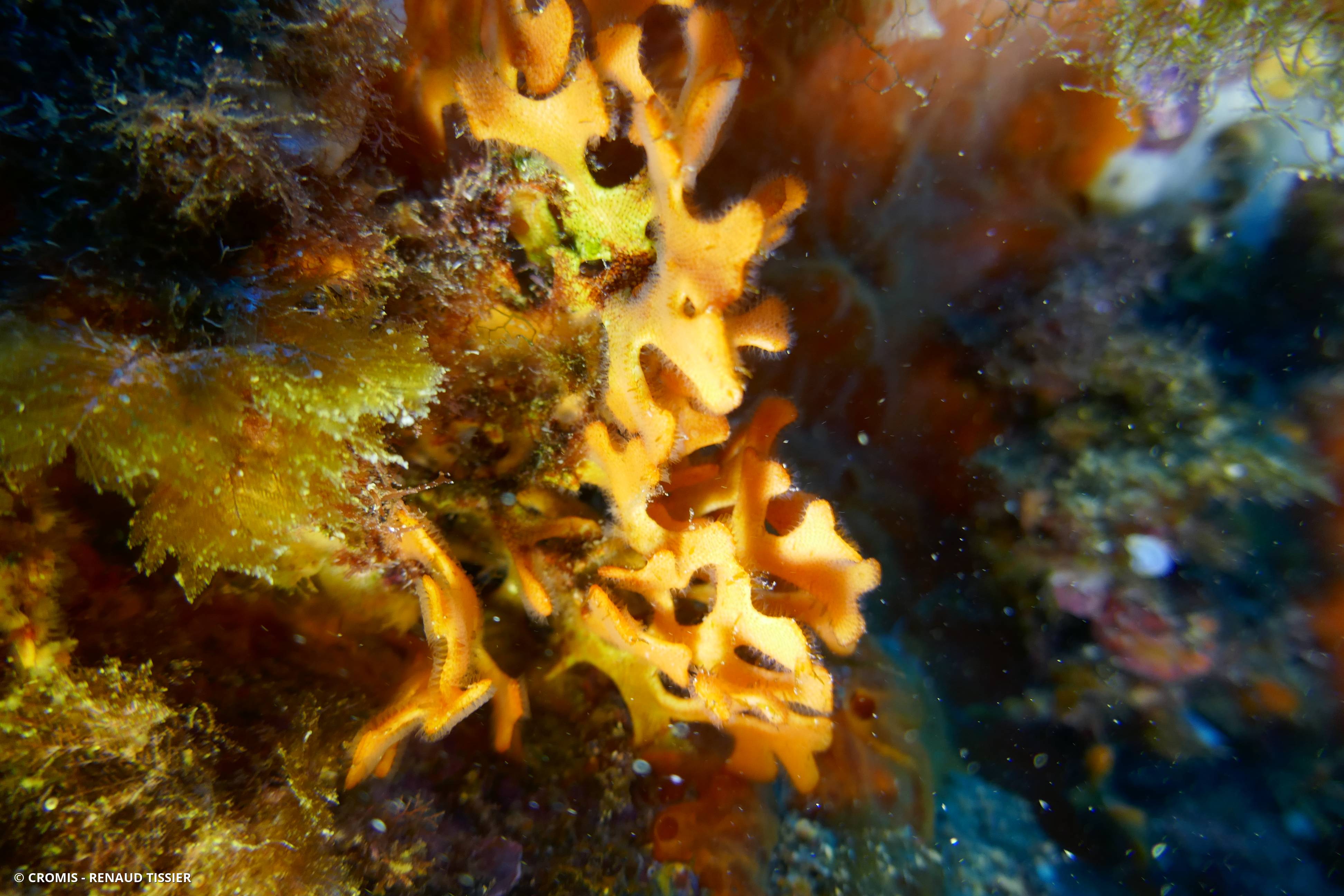 Bryozoaire bois de cerf