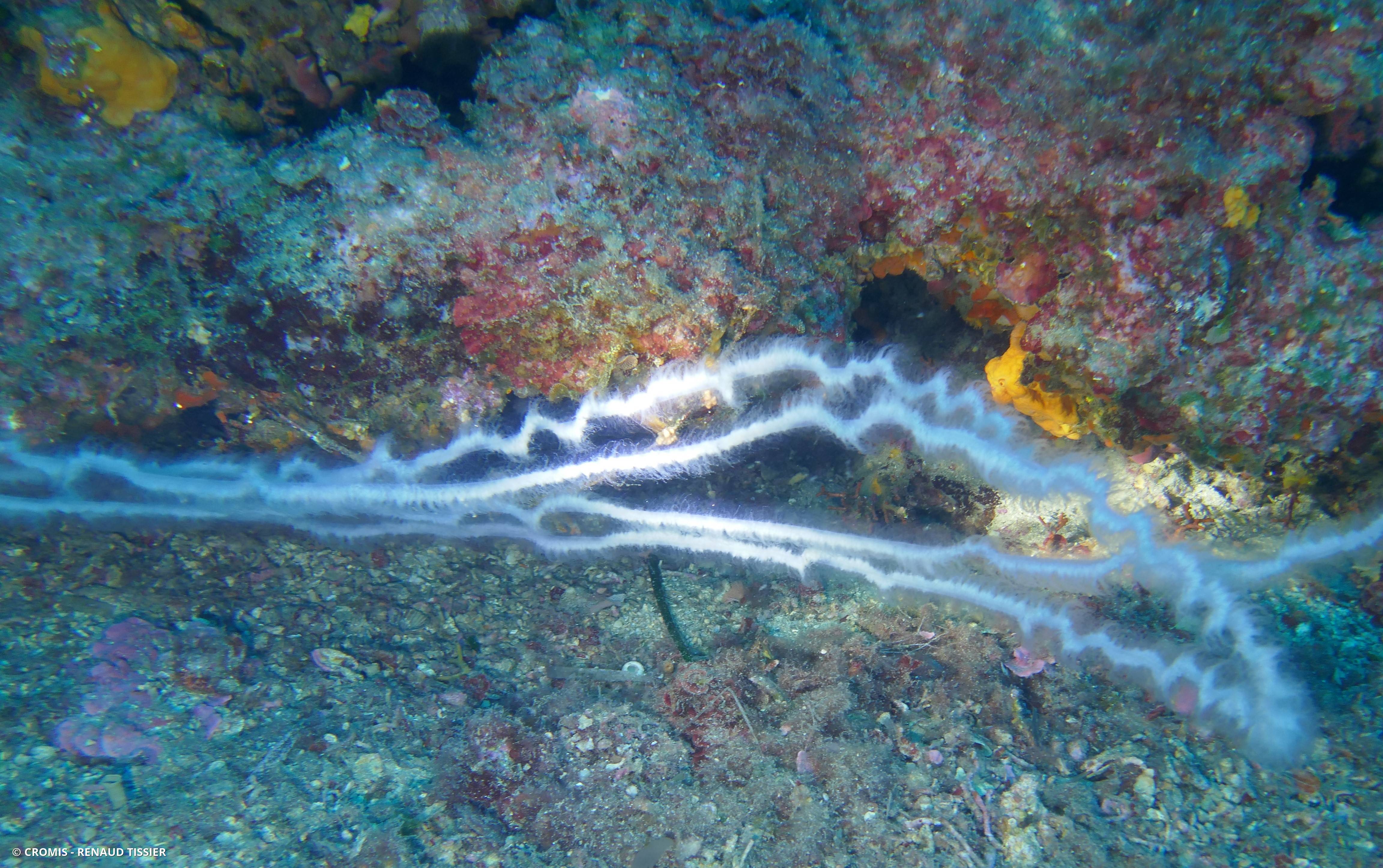 Siphonophore fil de fer