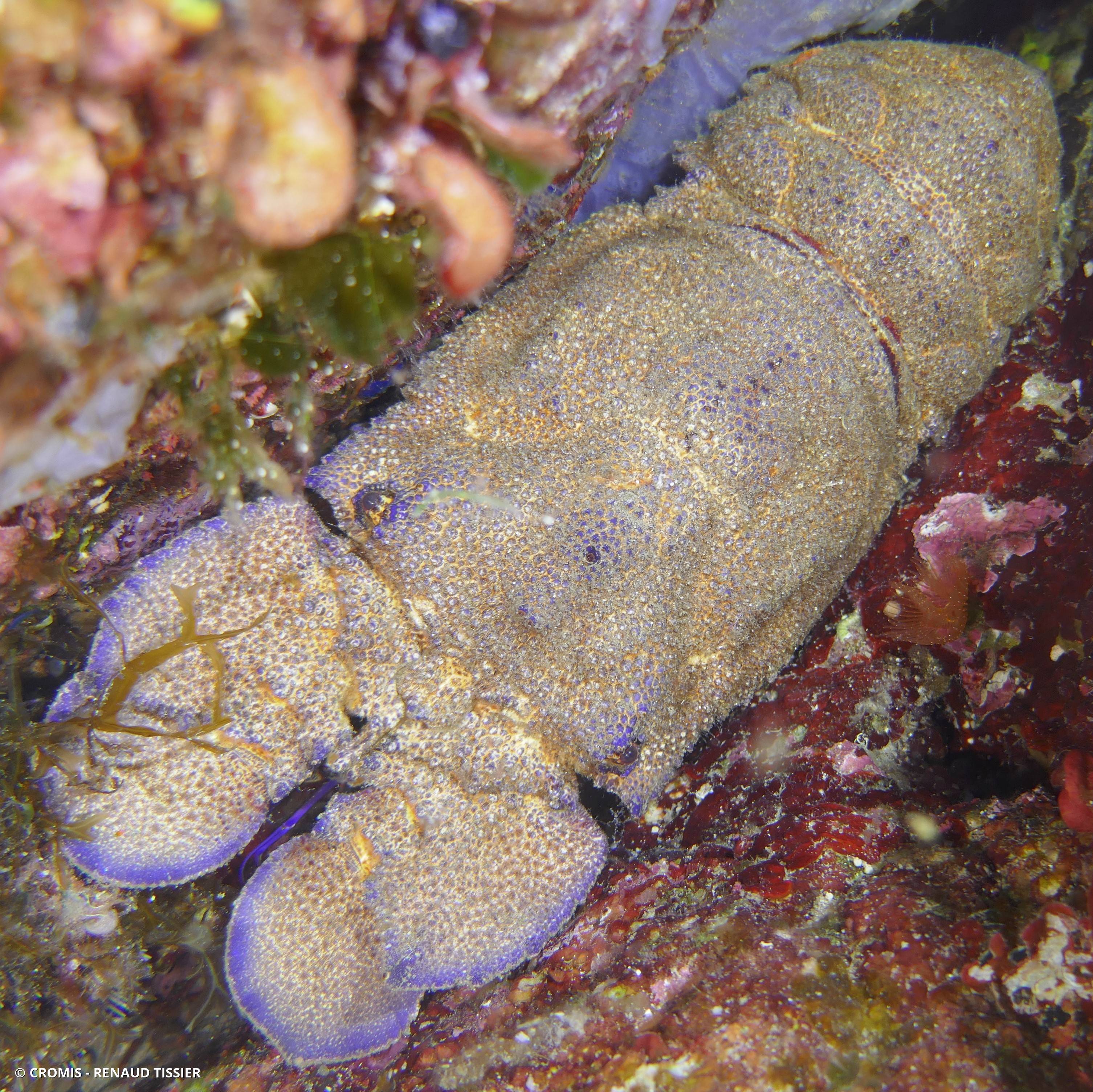 Grande cigale de mer