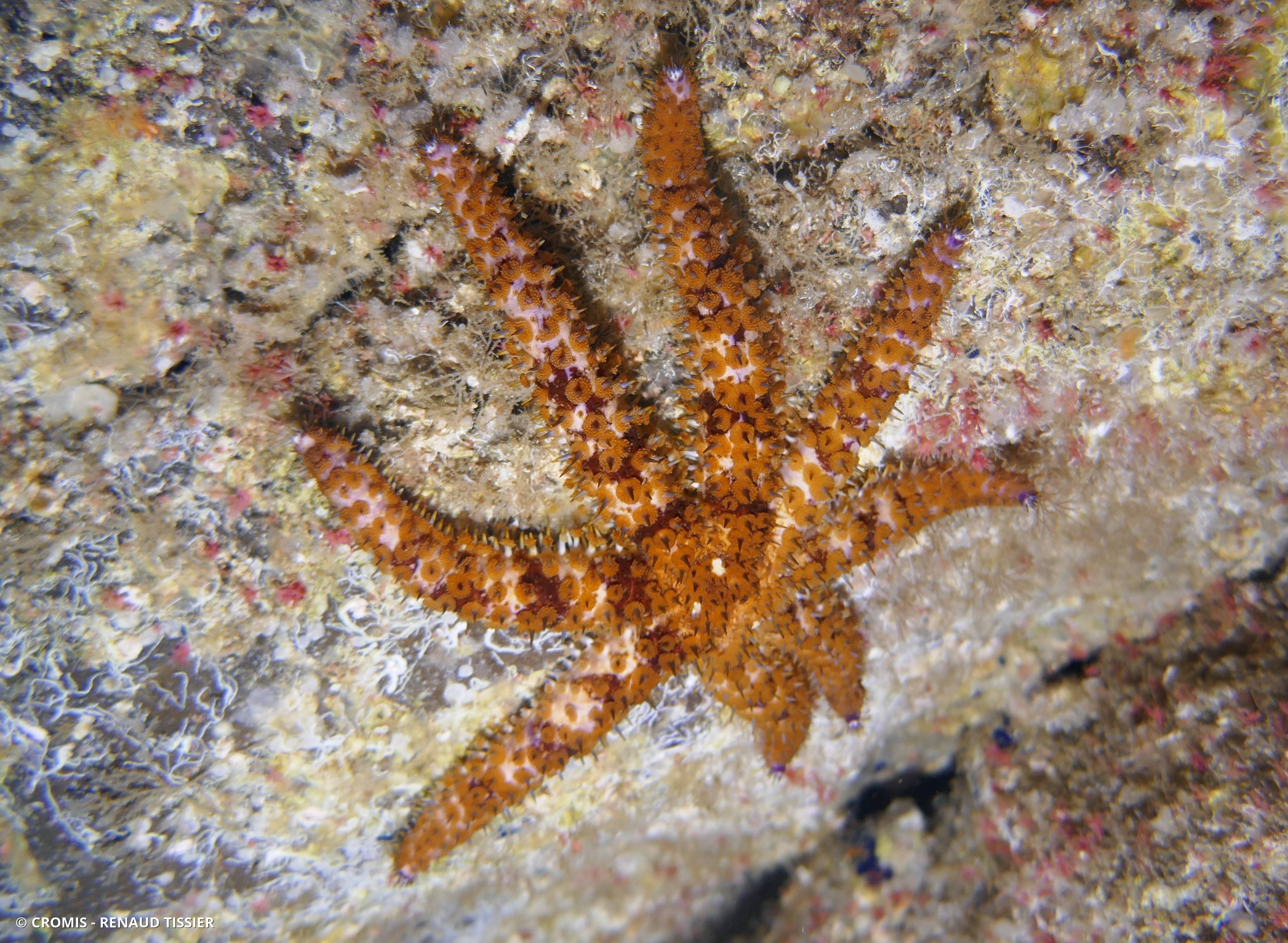 Etoile de mer épineuse