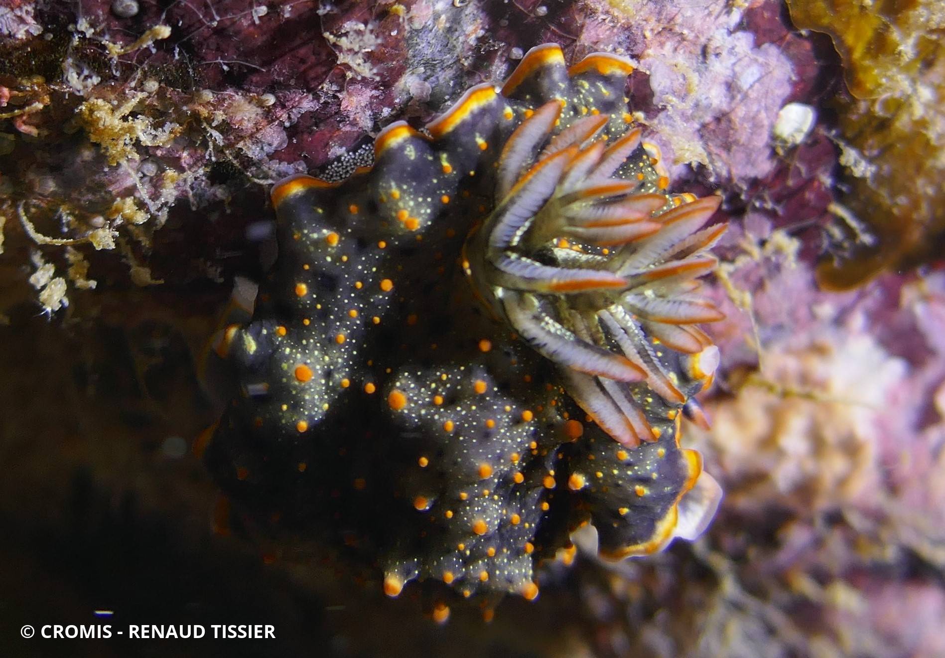 Chromolaichma d’Edmunds